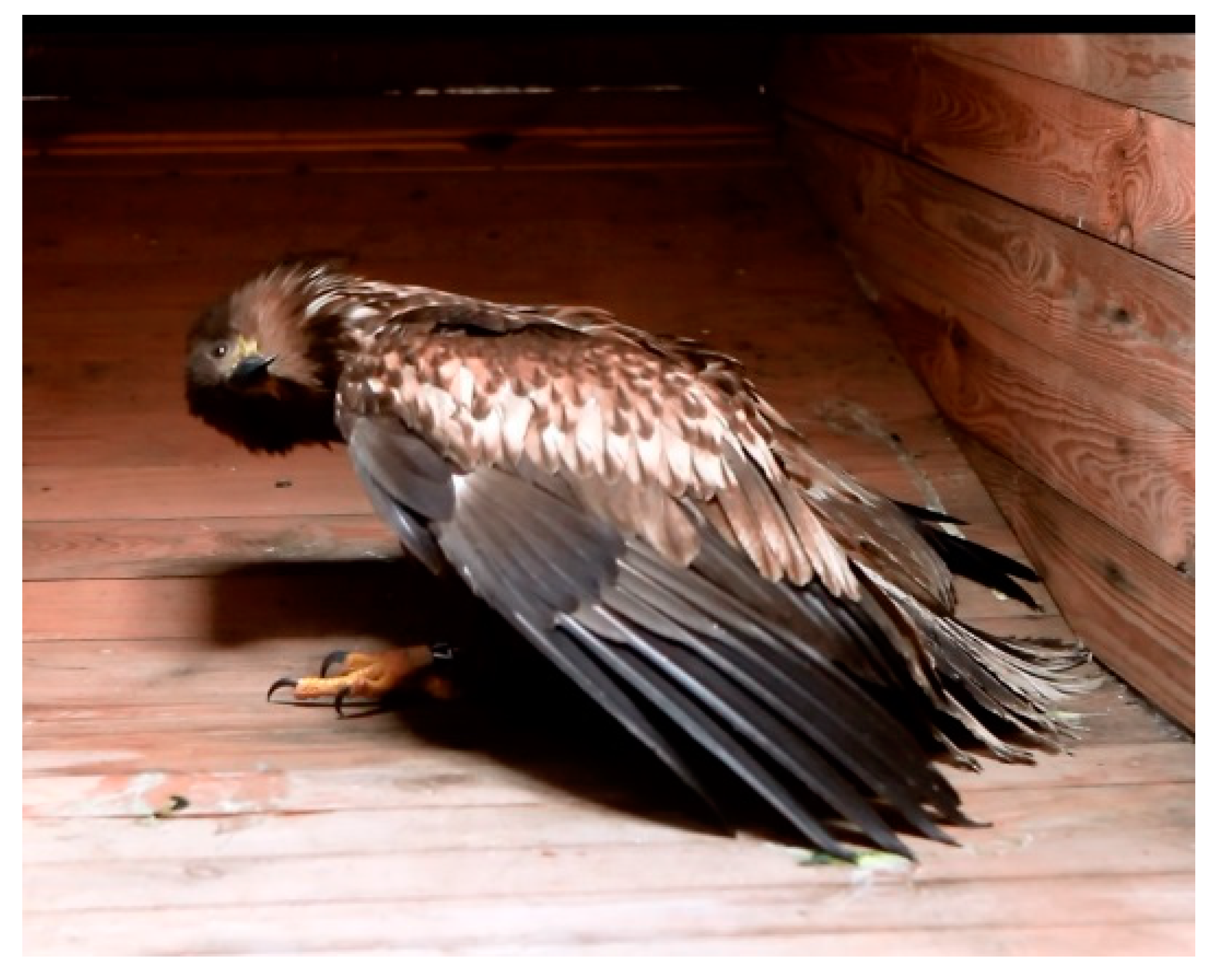 Viruses 10 00478 g003 Viruses 10 00478 g003