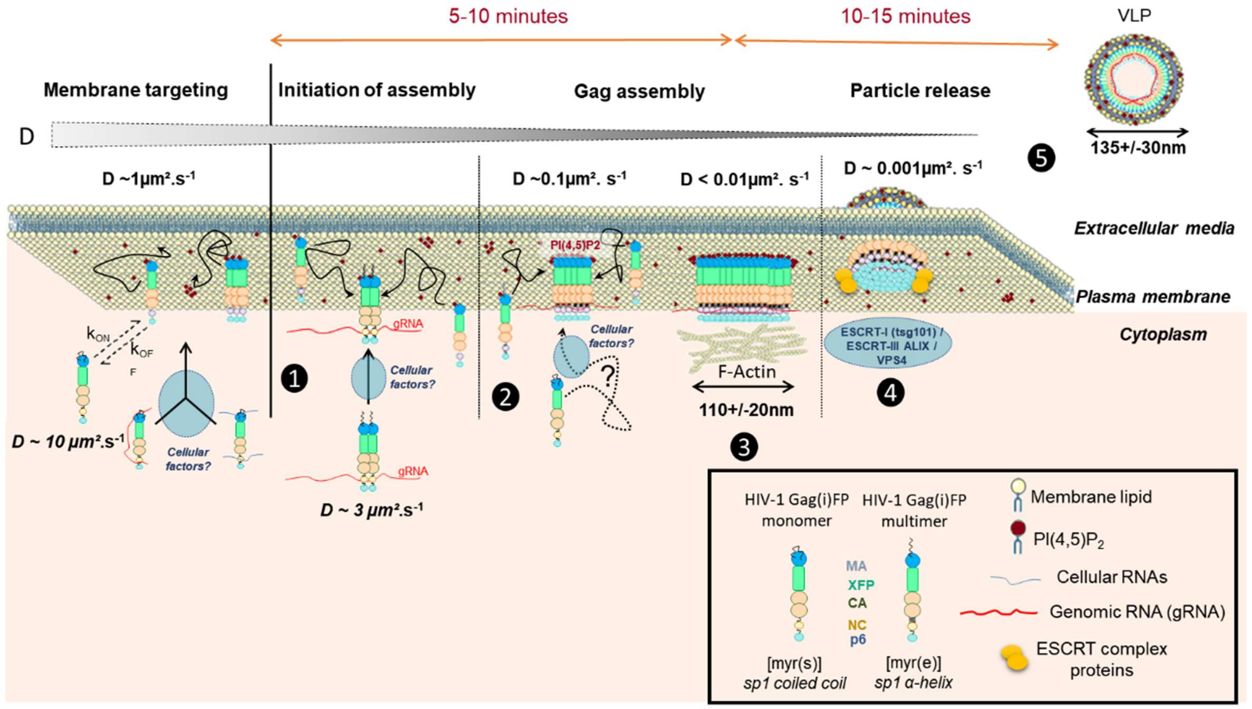 Viruses 11 00072 g001 Viruses 11 00072 g001