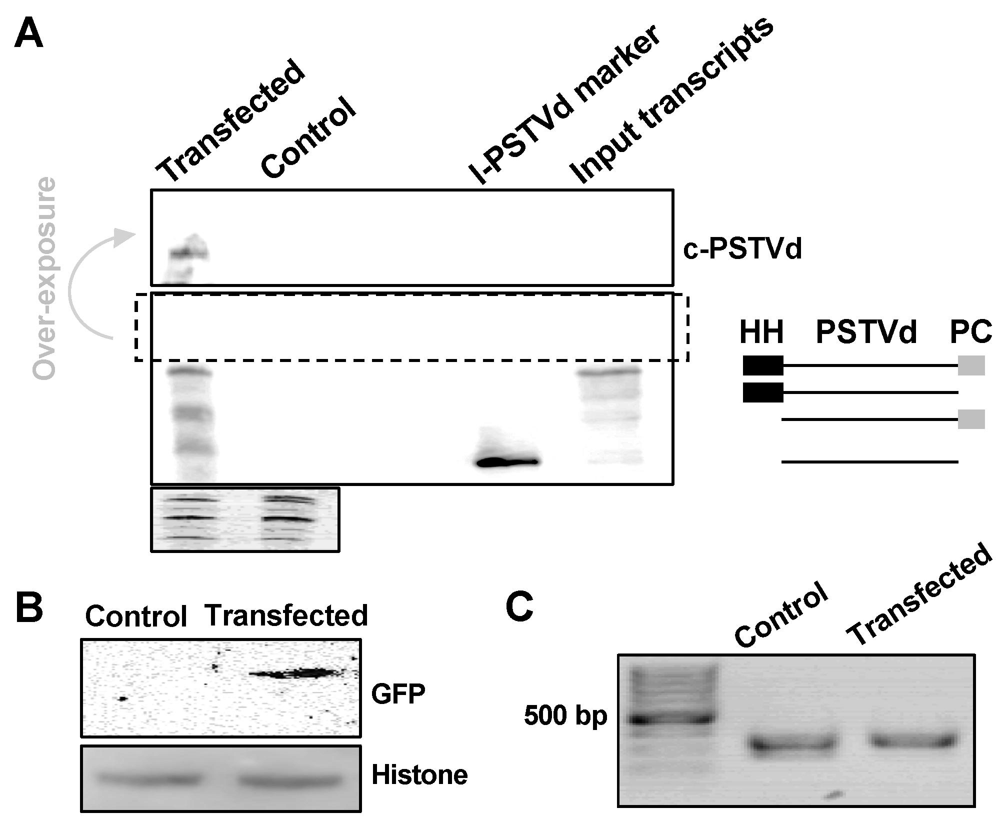 Viruses 11 00324 g005
