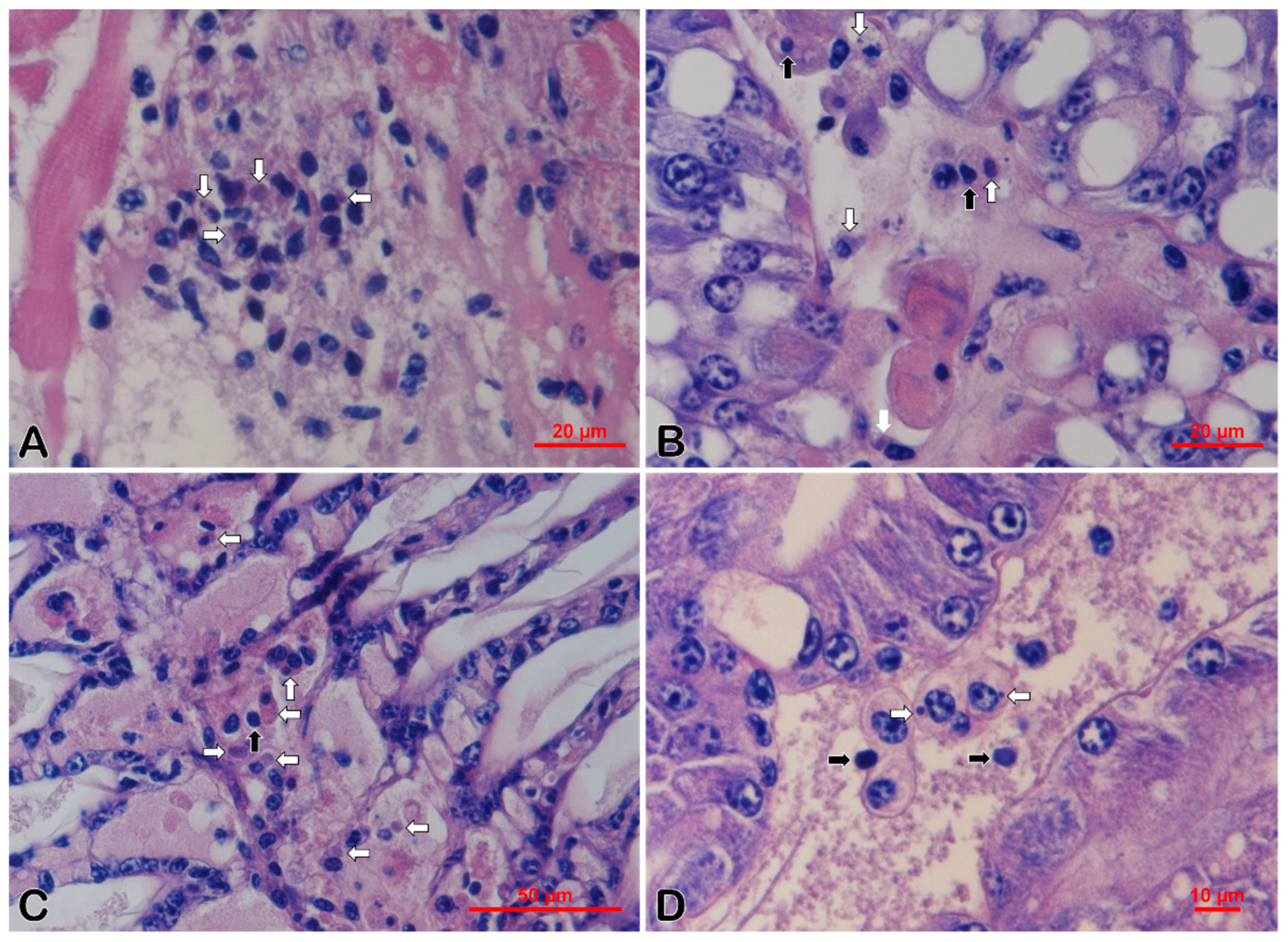 Viruses 11 00354 g002 Viruses 11 00354 g002