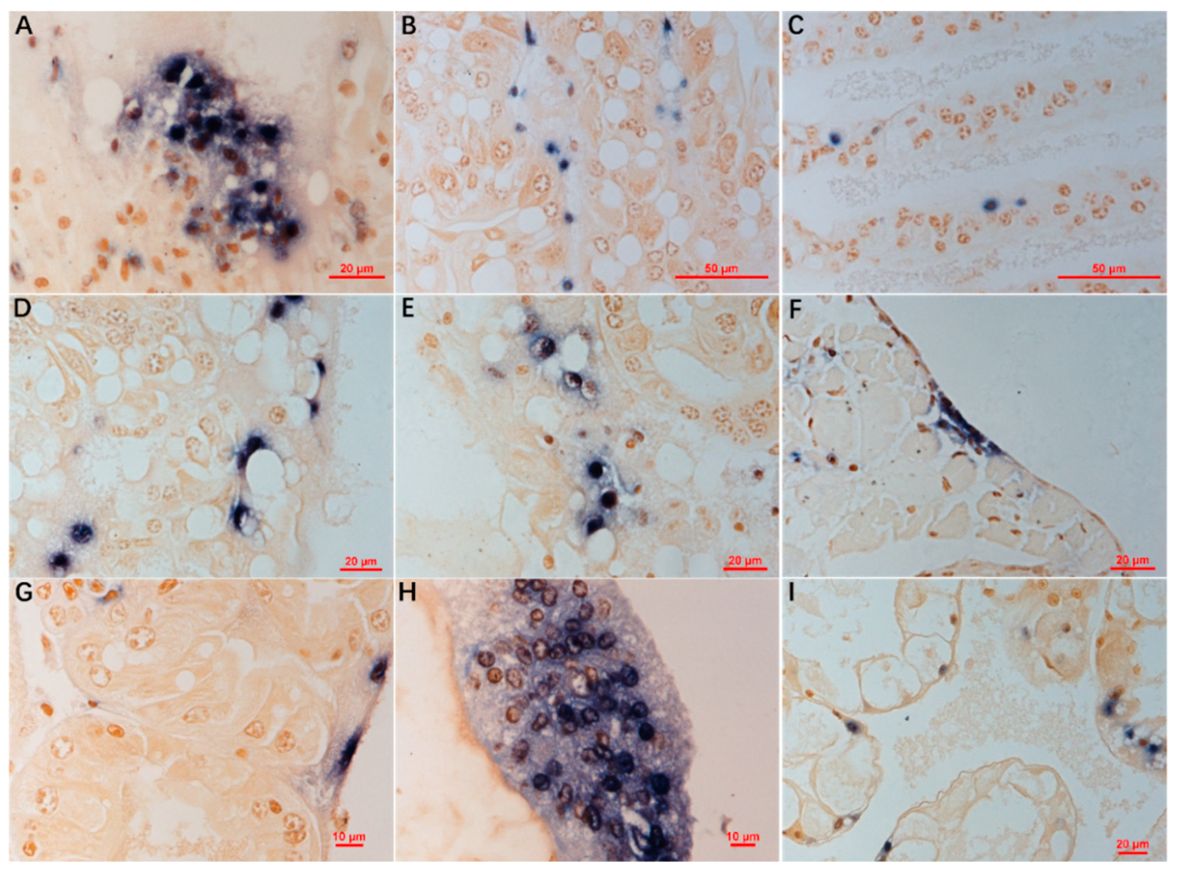 Viruses 11 00354 g003 Viruses 11 00354 g003