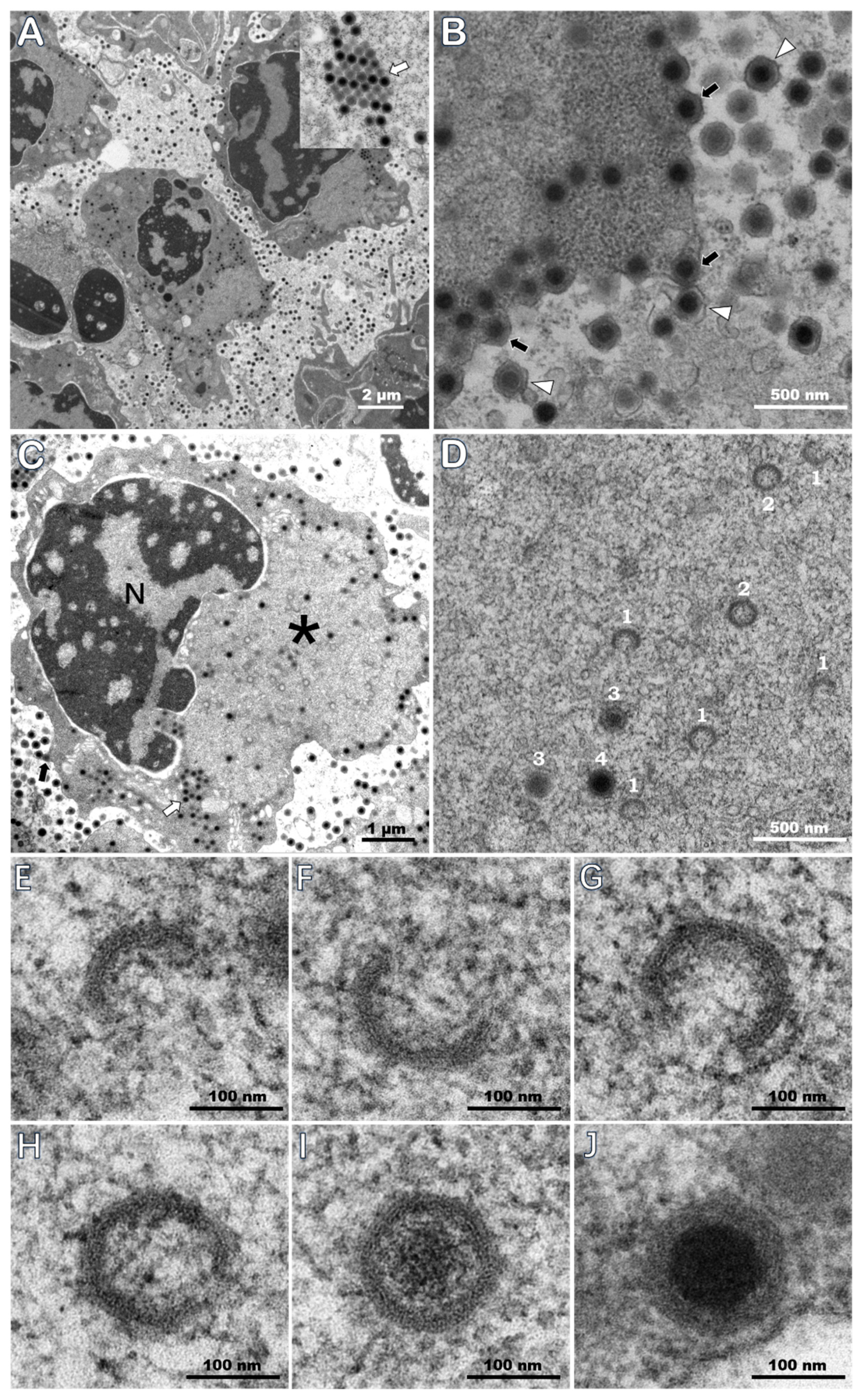 Viruses 11 00354 g004 Viruses 11 00354 g004