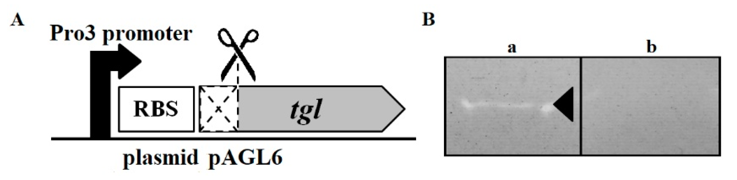 Viruses 12 00292 g004 Viruses 12 00292 g004
