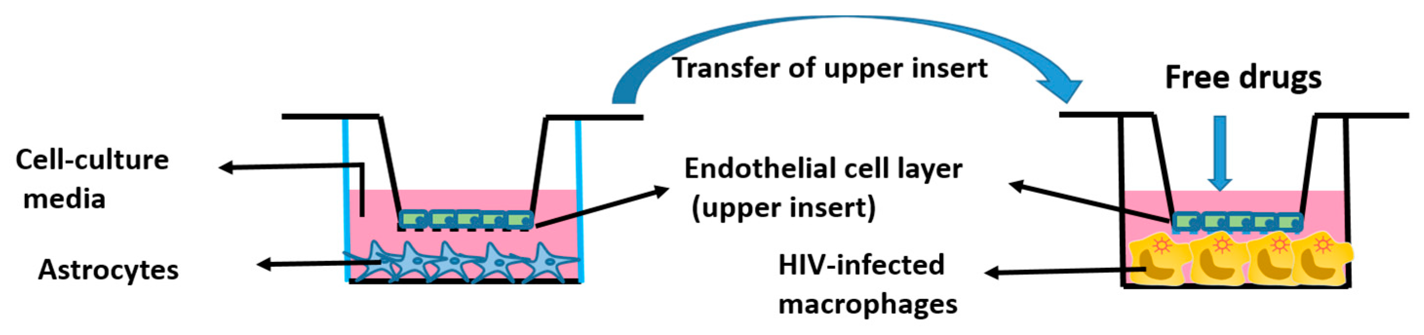 Viruses 13 01004 g001