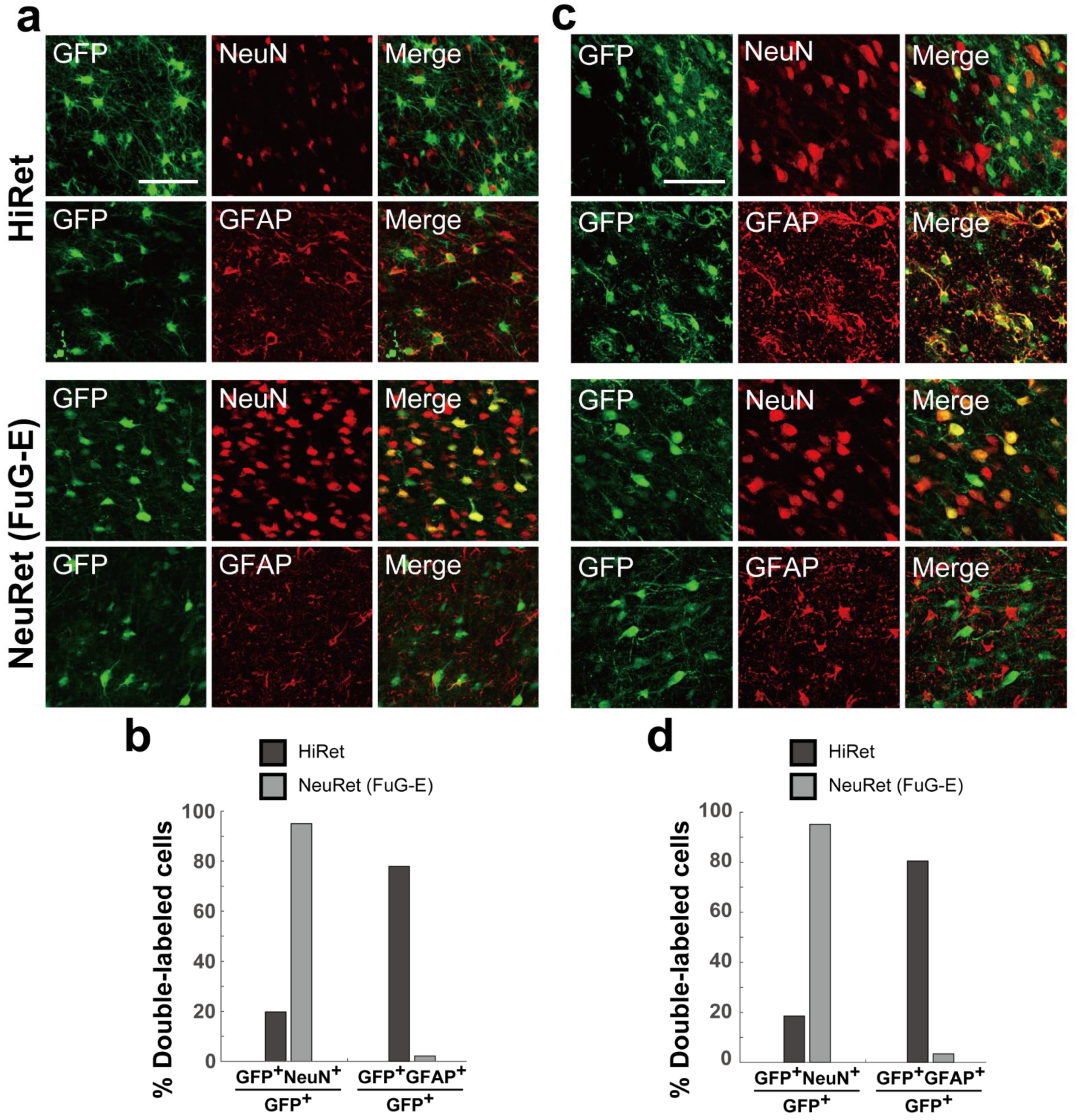 Viruses 13 01387 g005