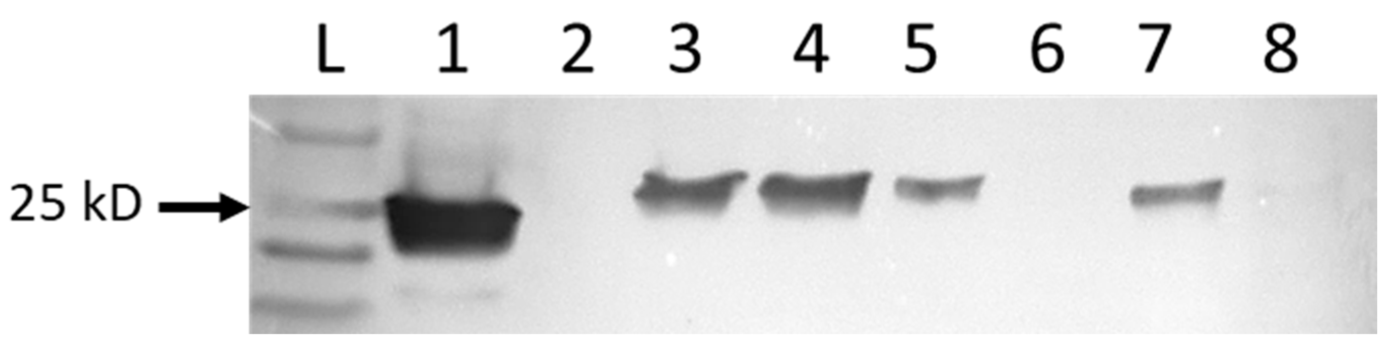 Viruses 13 01719 g002