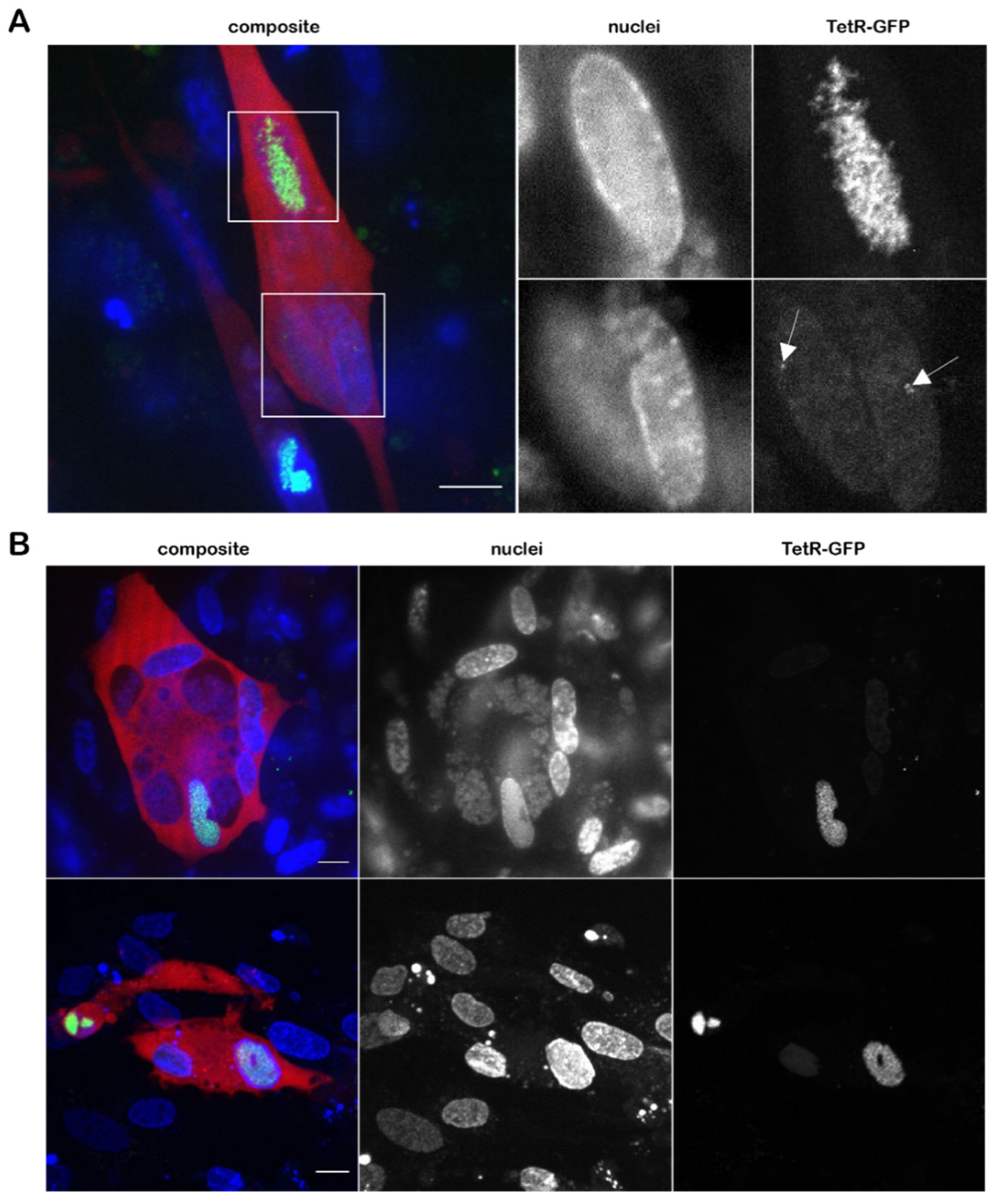 Viruses 14 00287 g005
