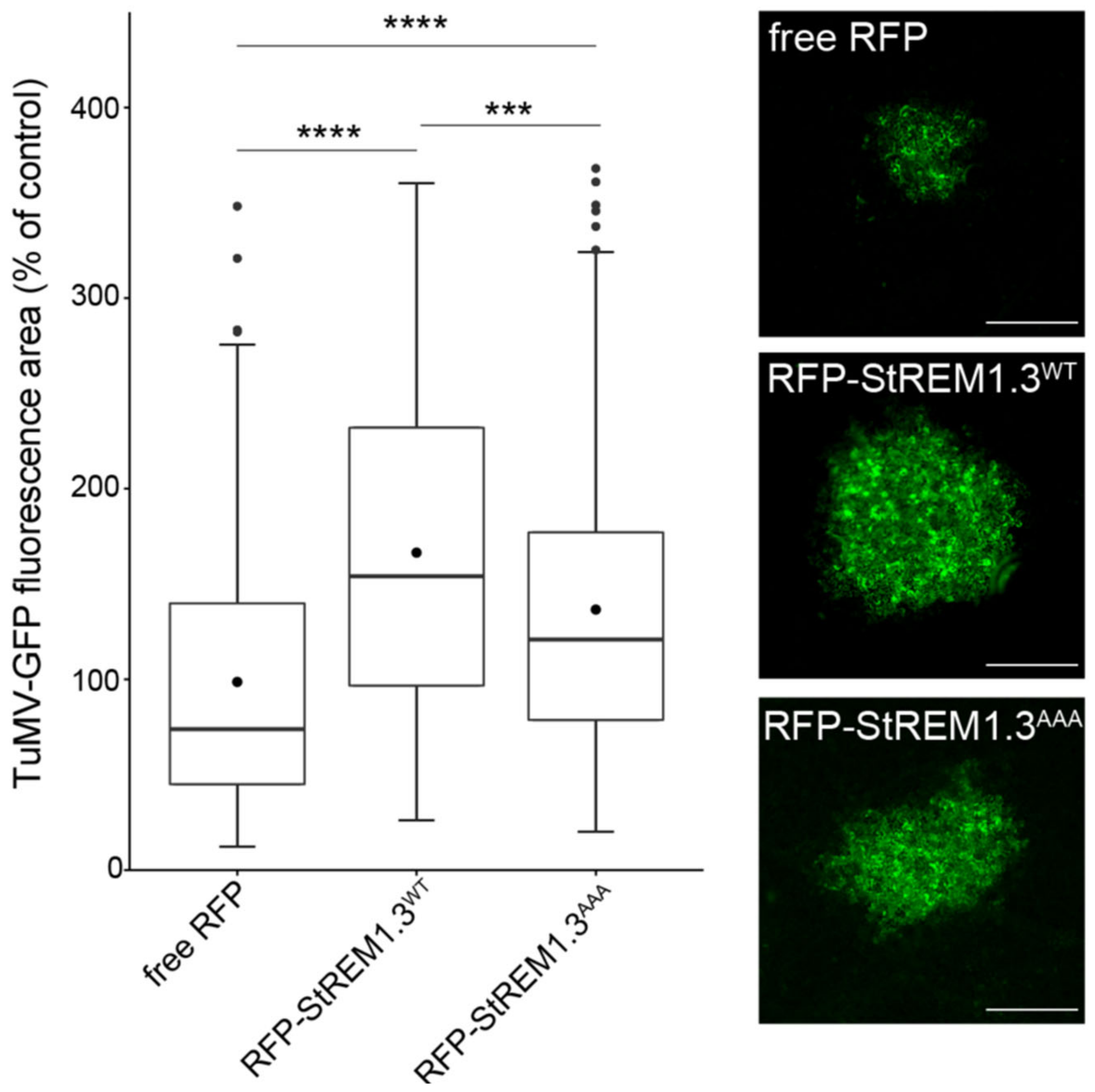 Viruses 14 00574 g005