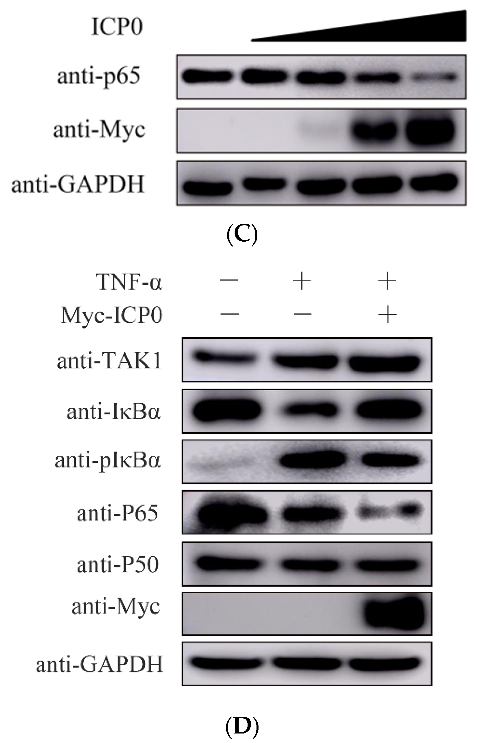 Viruses 14 00954 g003b