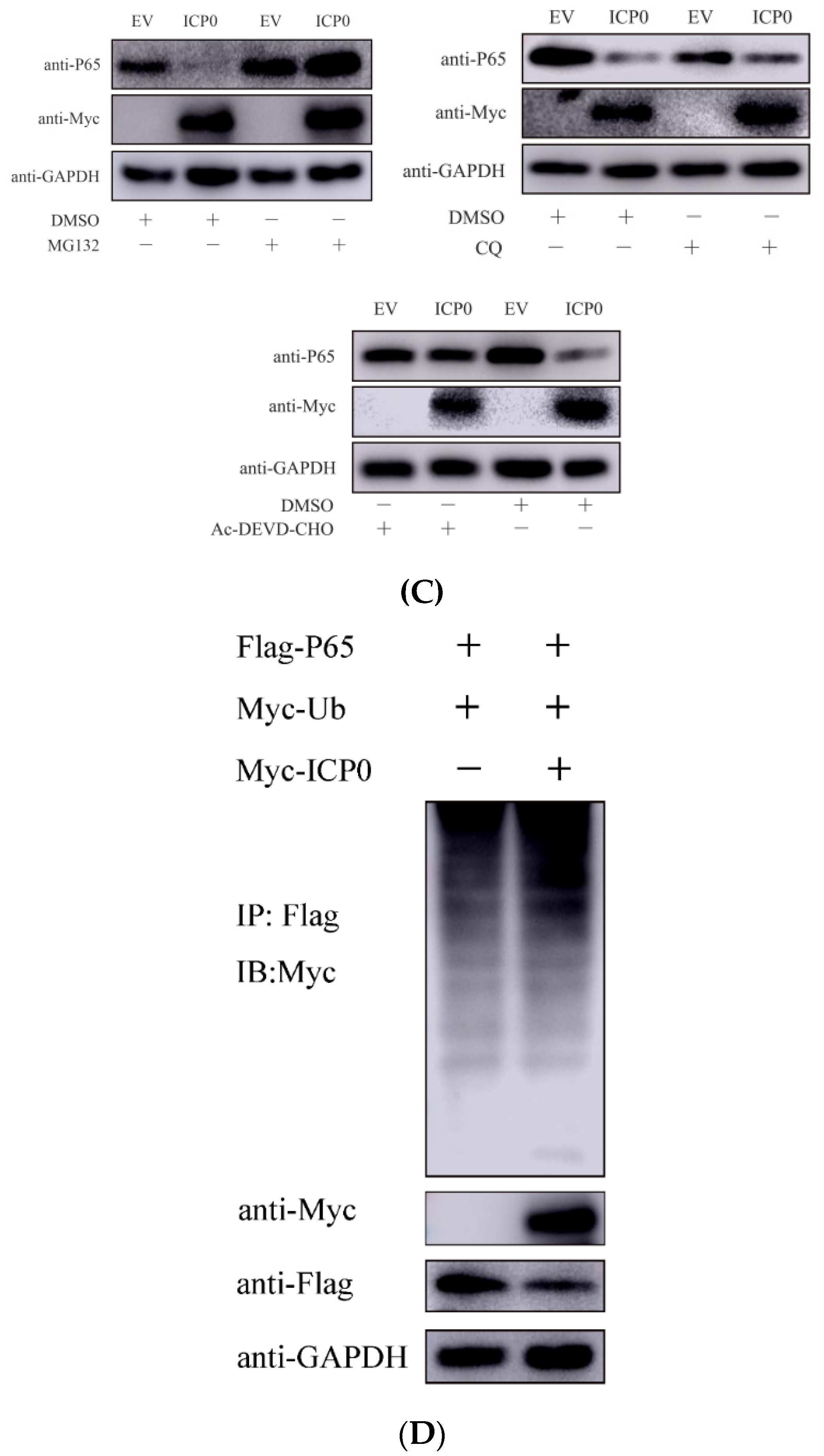 Viruses 14 00954 g004b