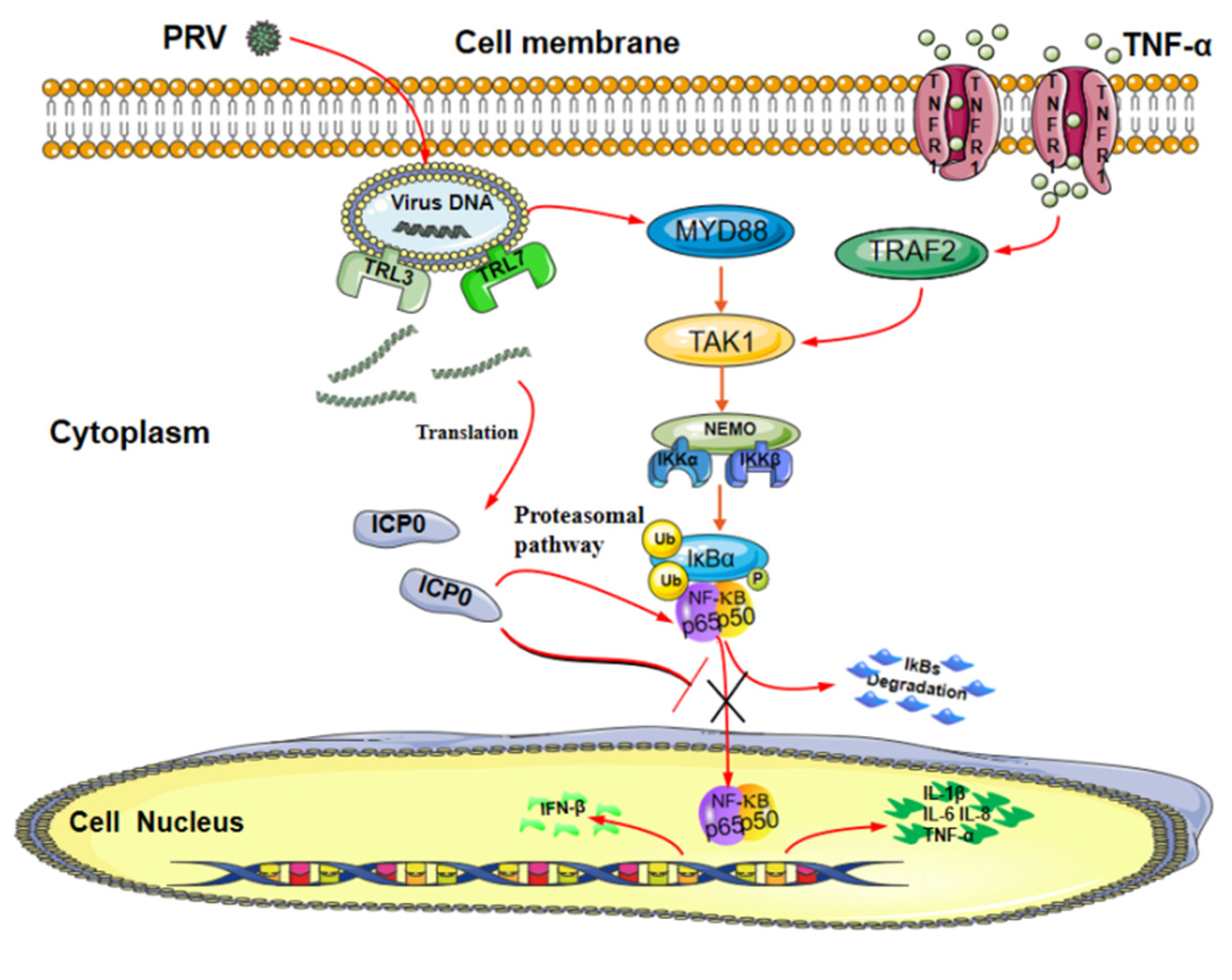 Viruses 14 00954 g008