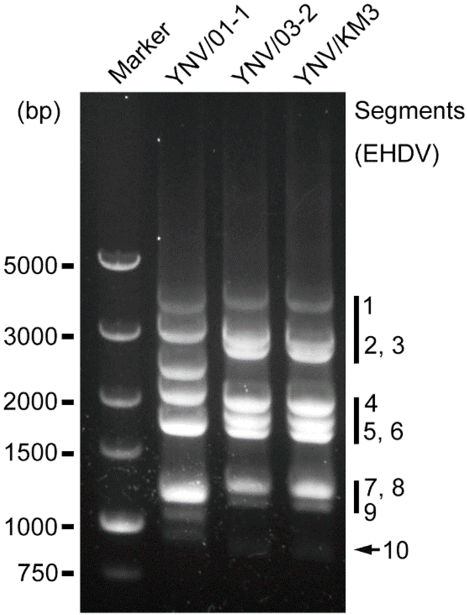 Viruses 14 00971 g001
