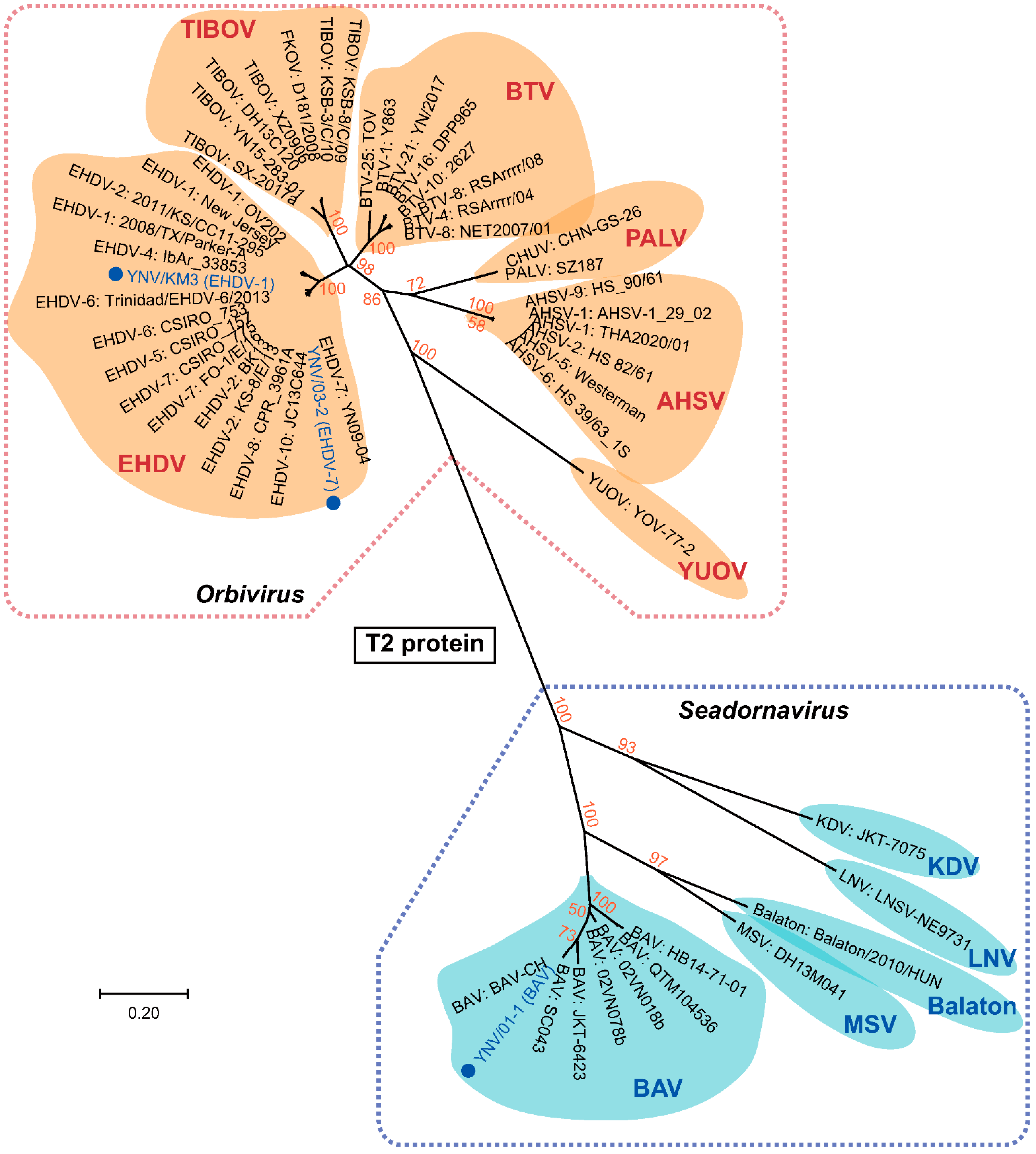 Viruses 14 00971 g003