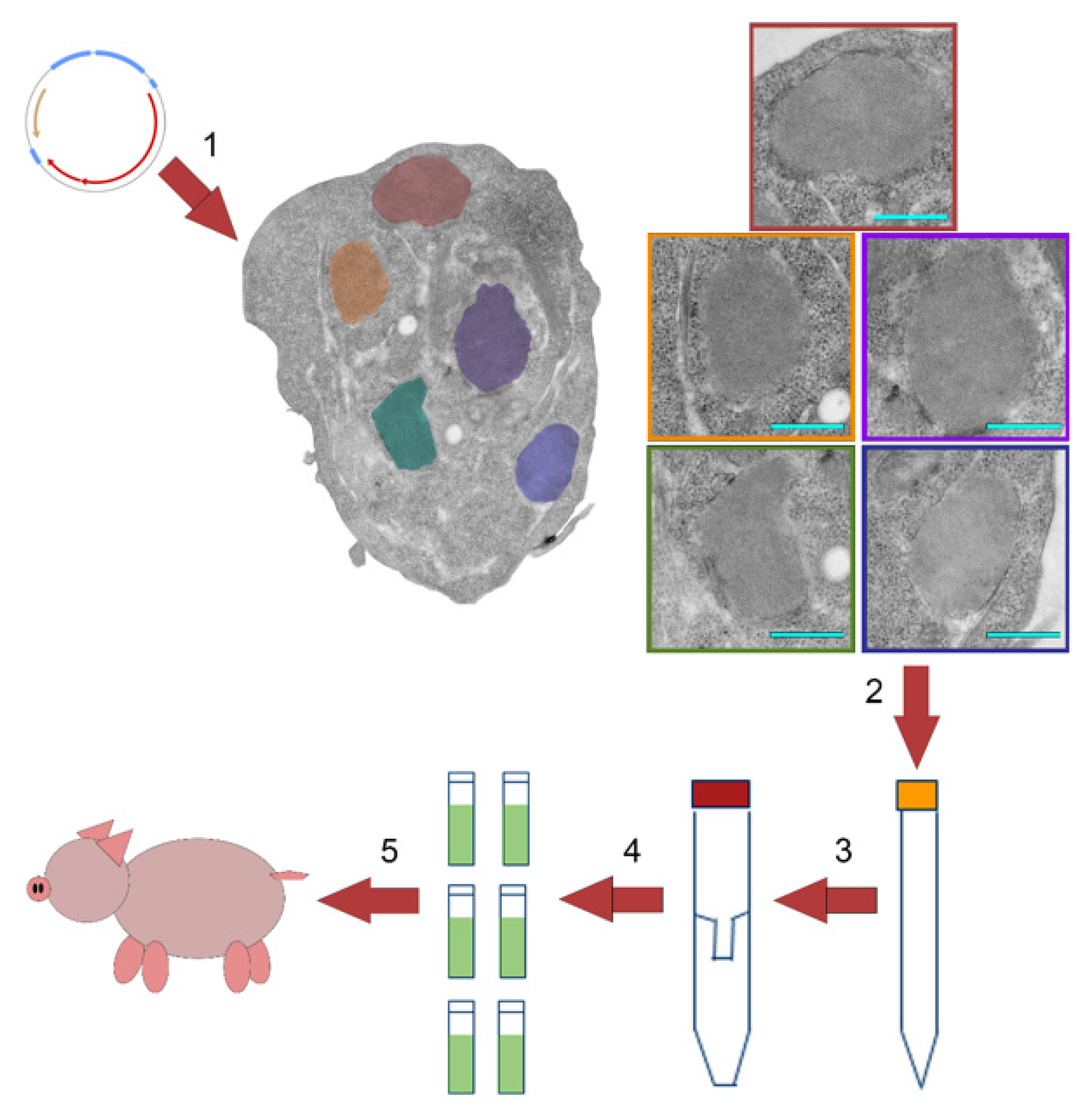 Viruses 14 00989 g002