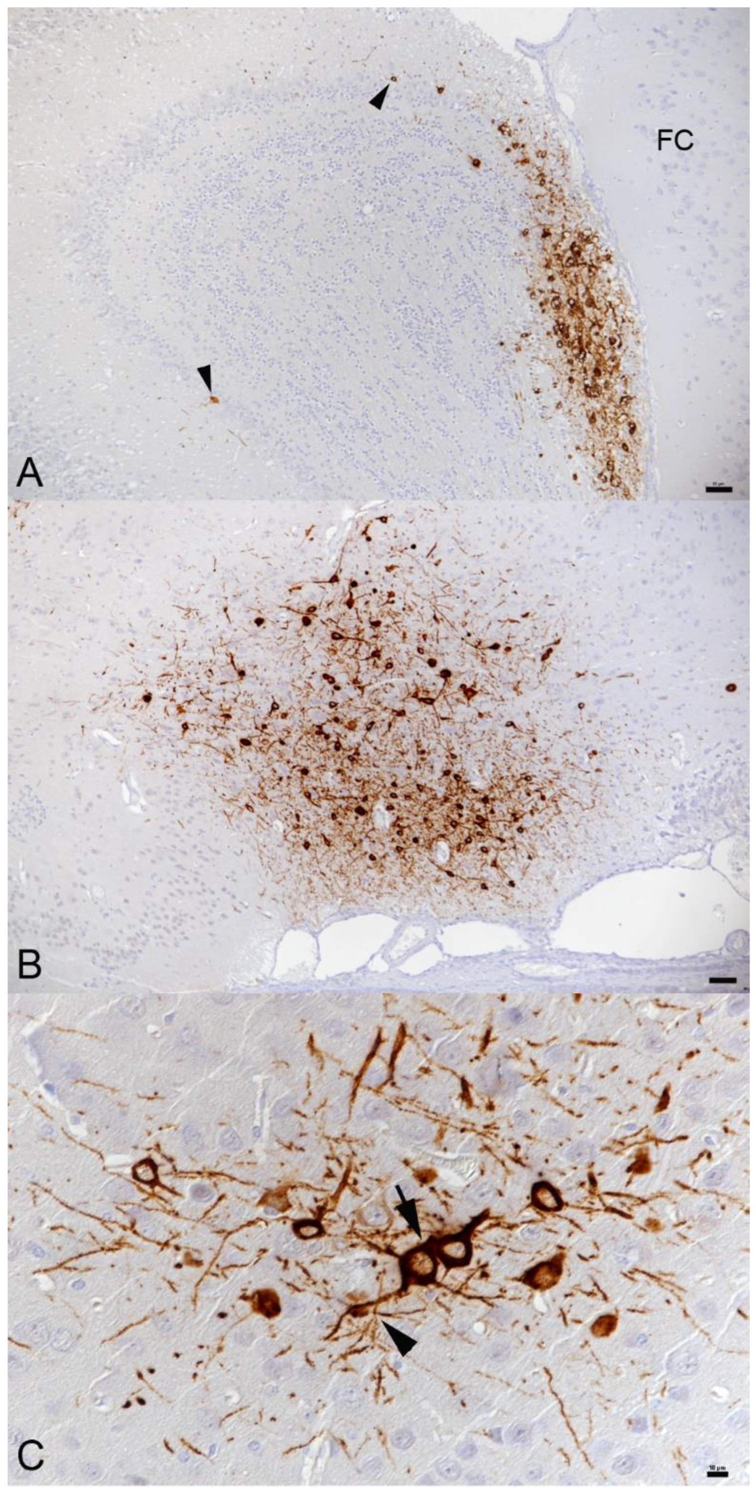 Viruses 14 01020 g001