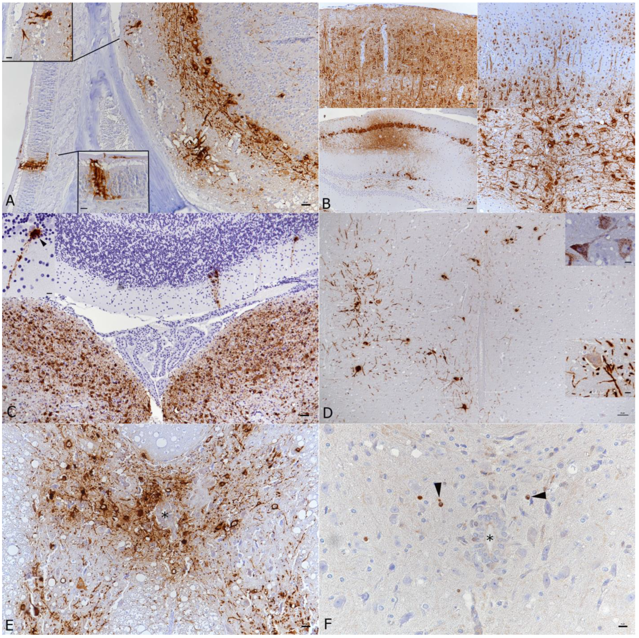 Viruses 14 01020 g003