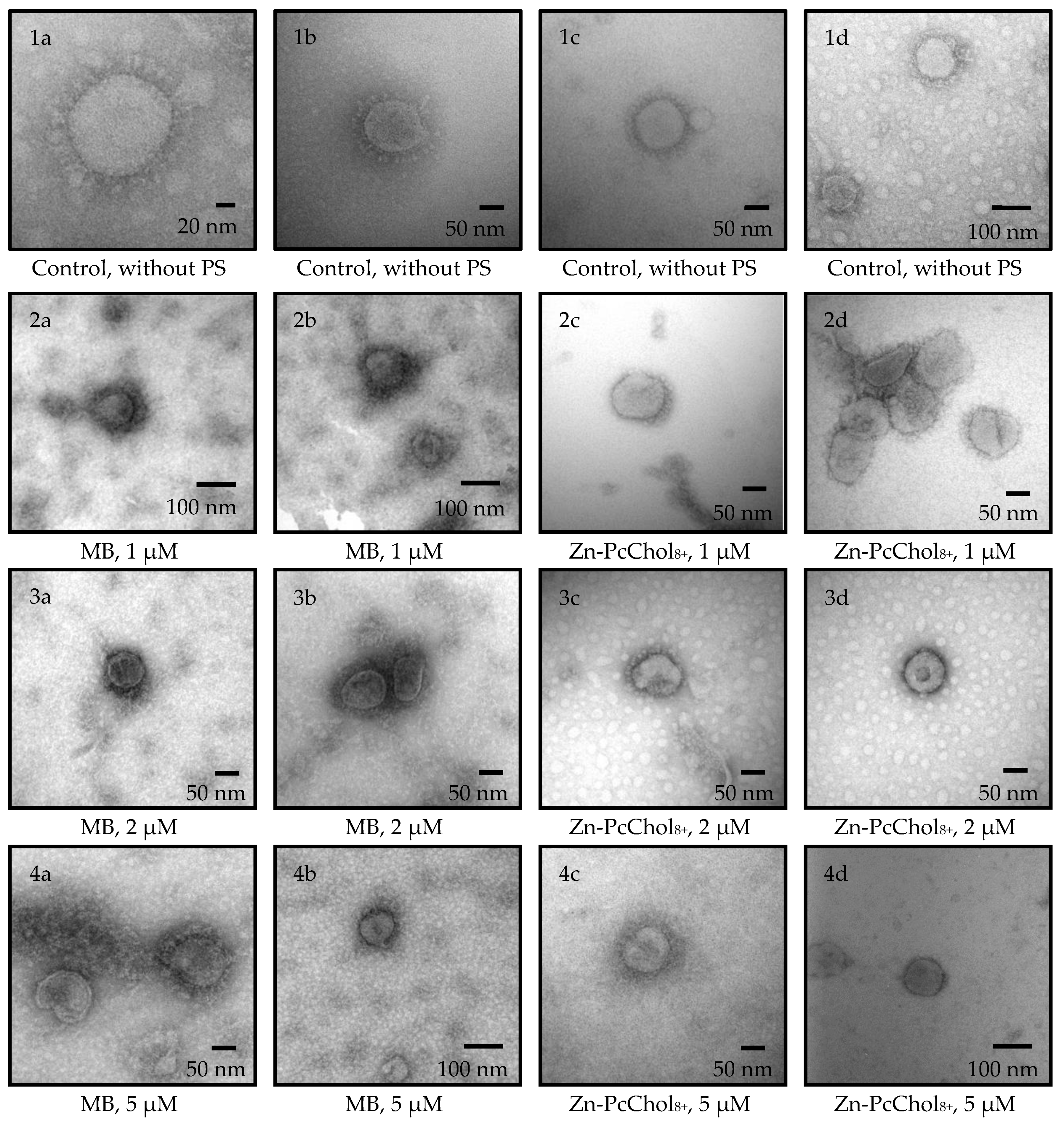 Viruses 14 01053 g002