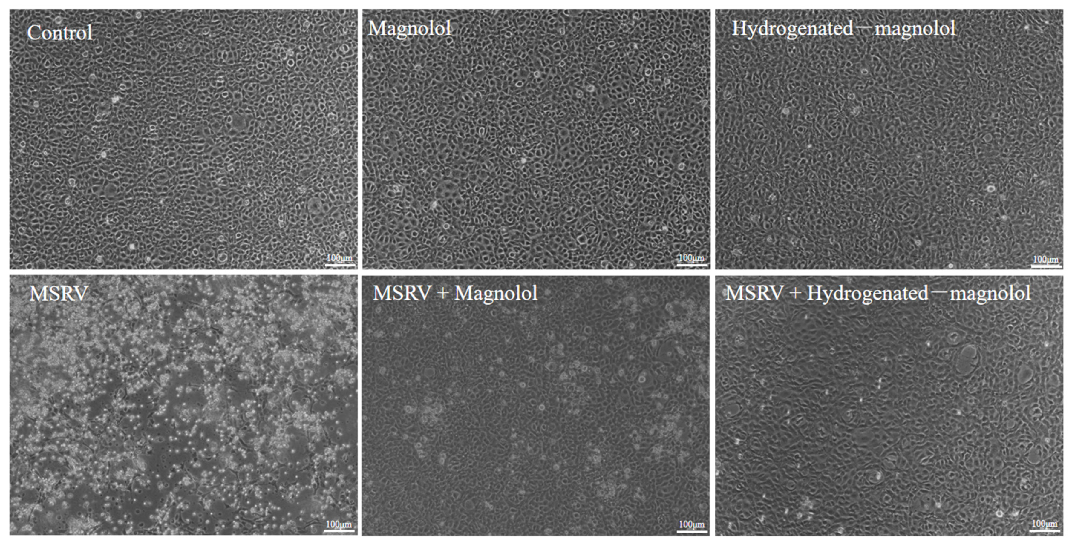 Viruses 14 01421 g006