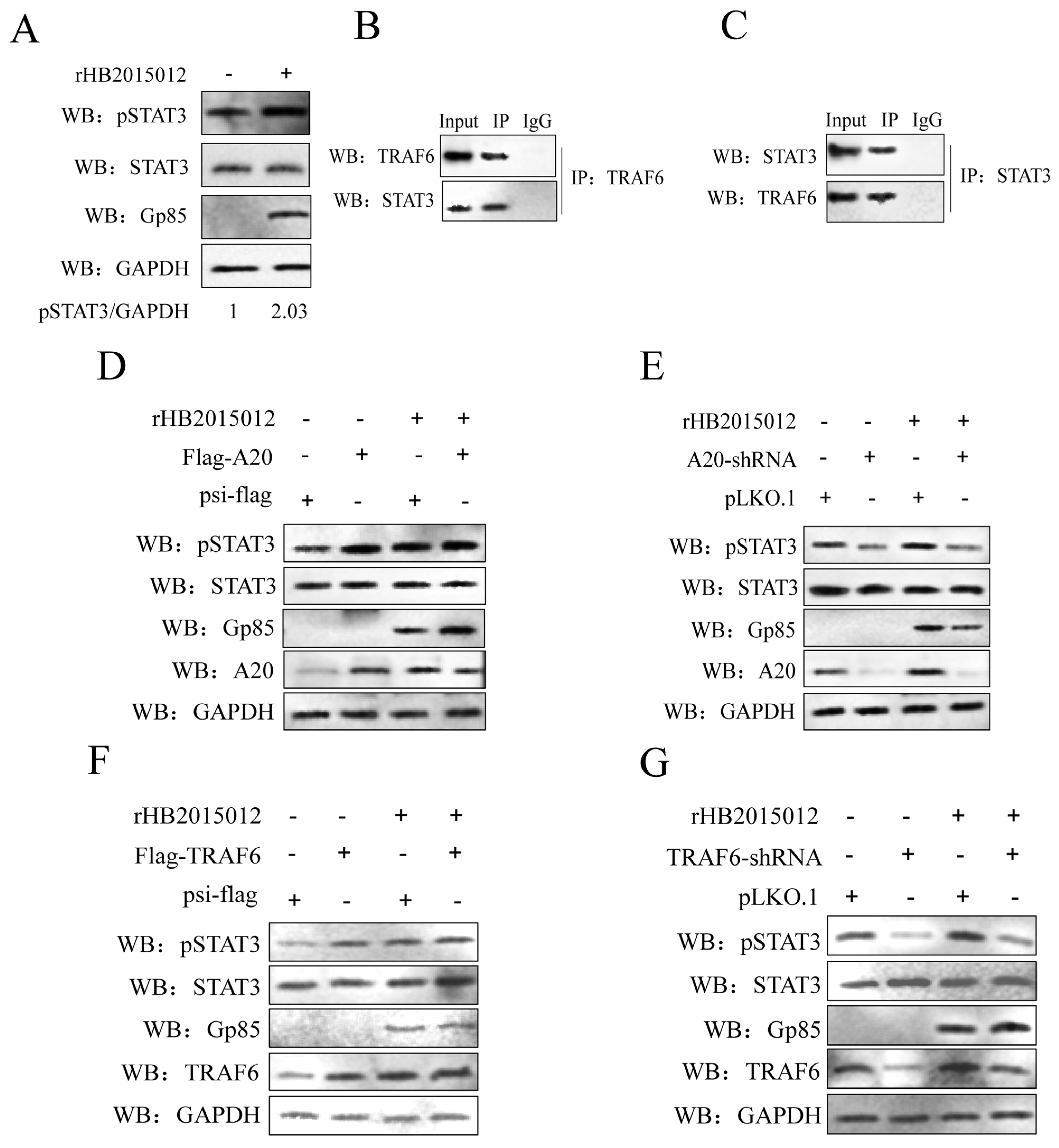Viruses 14 02210 g004