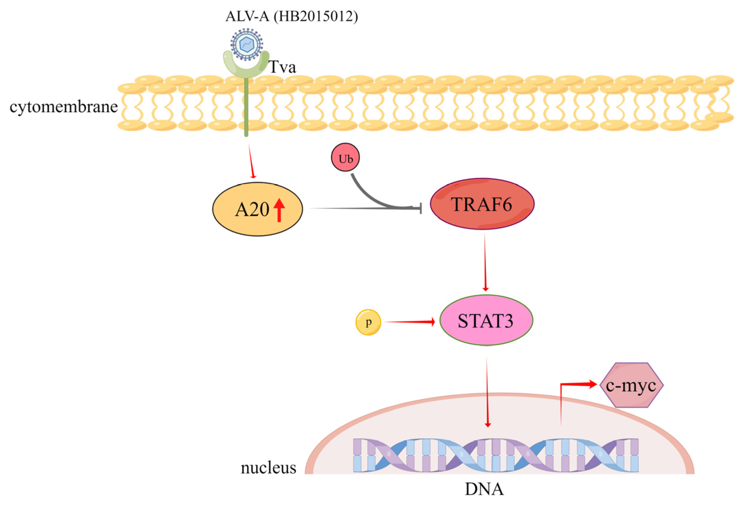 Viruses 14 02210 g007