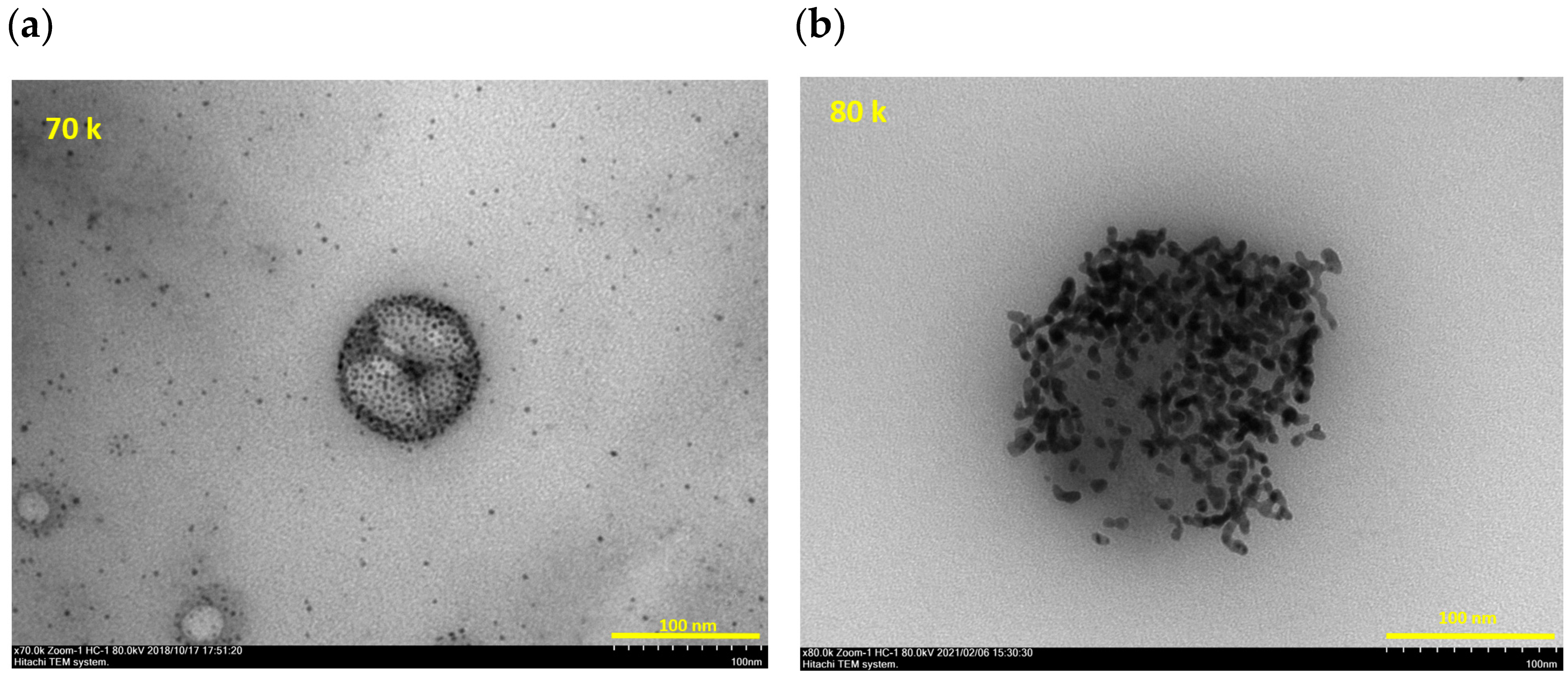 Viruses 14 02577 g003