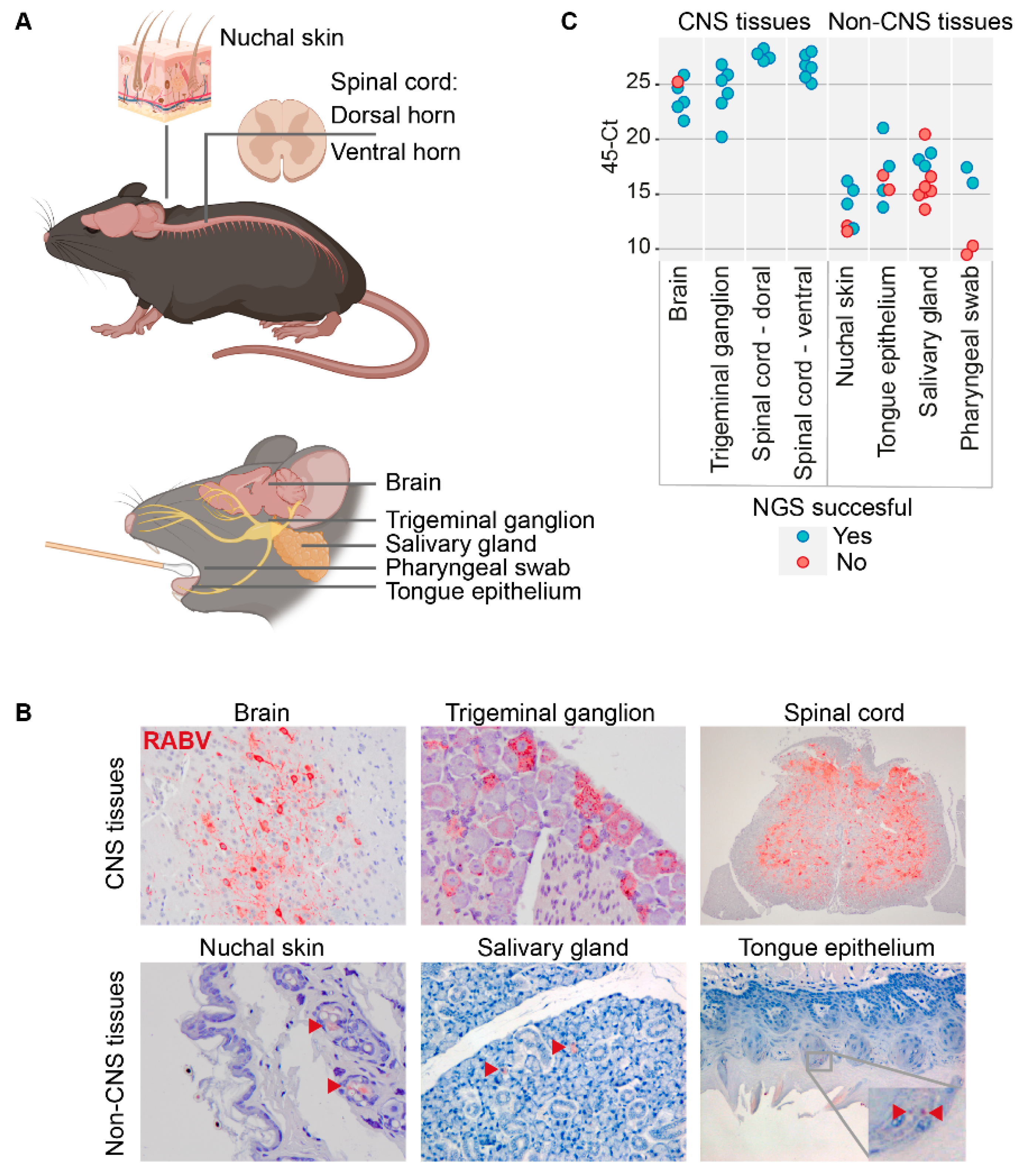 Viruses 14 02661 g002