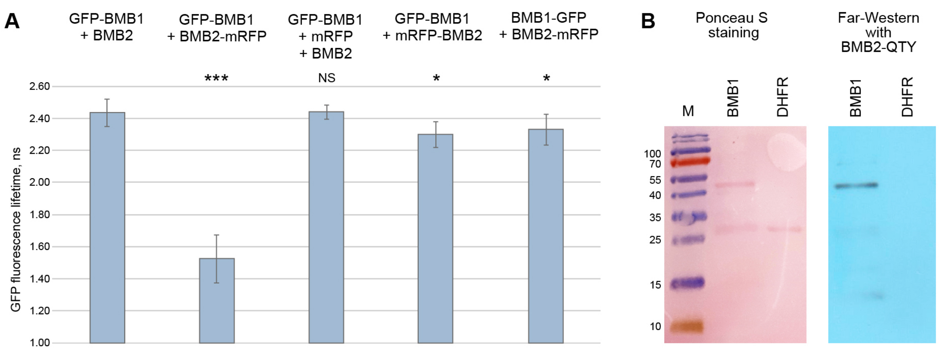 Viruses 14 02742 g001