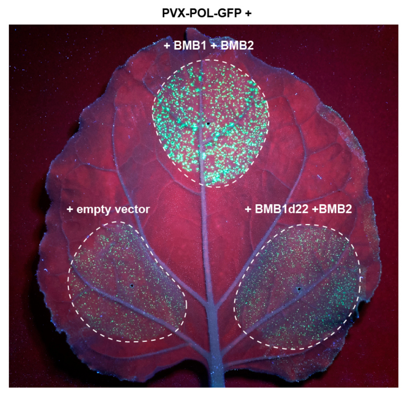 Viruses 14 02742 g003