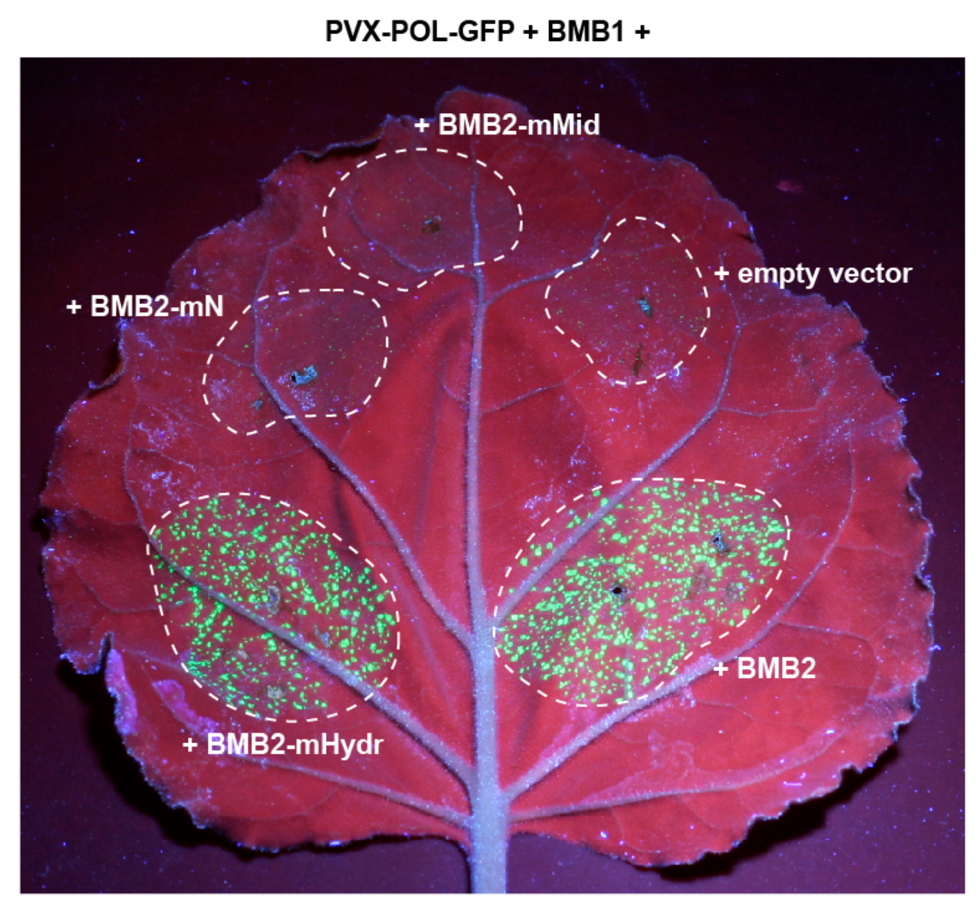 Viruses 14 02742 g006