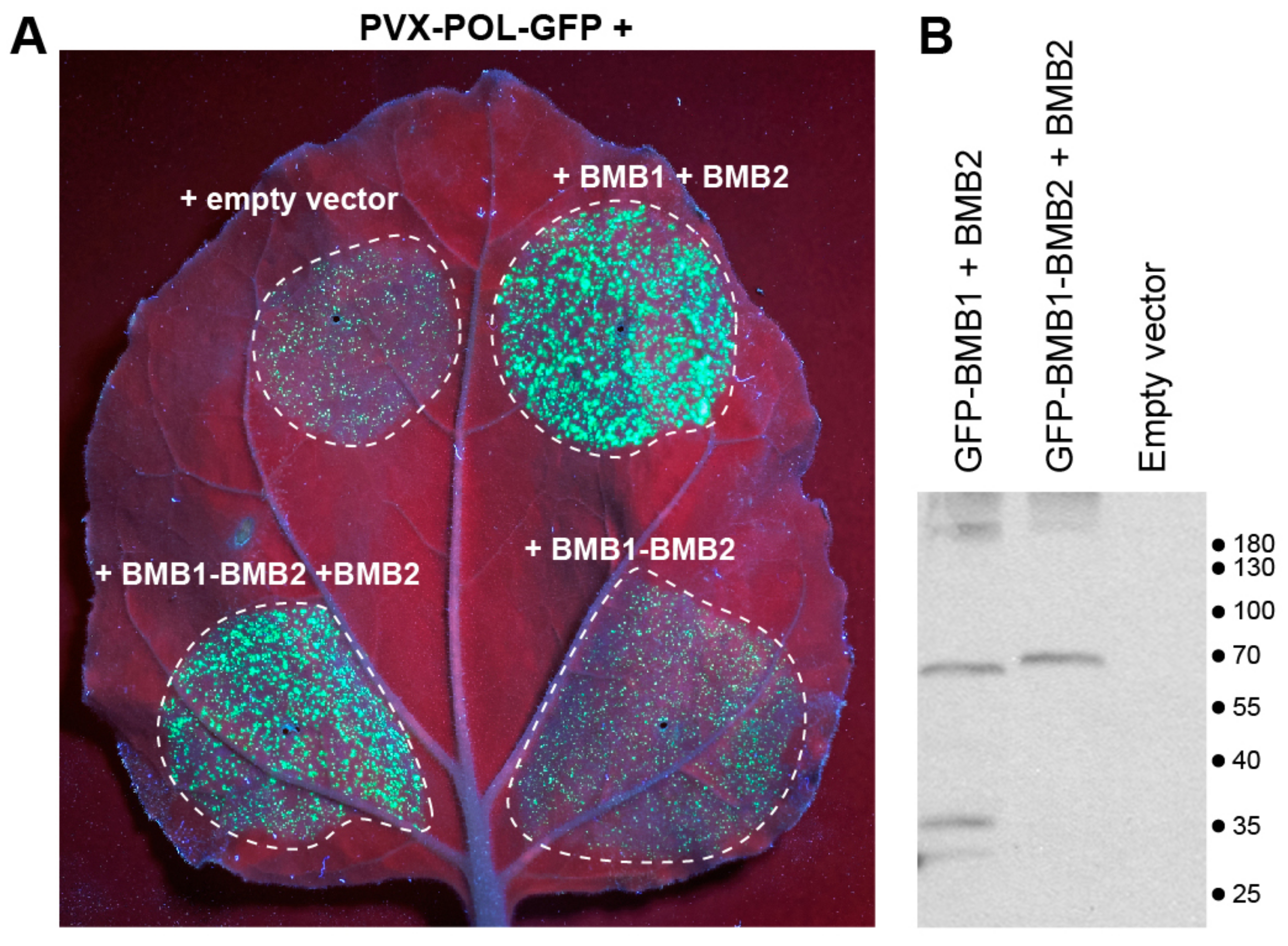 Viruses 14 02742 g009