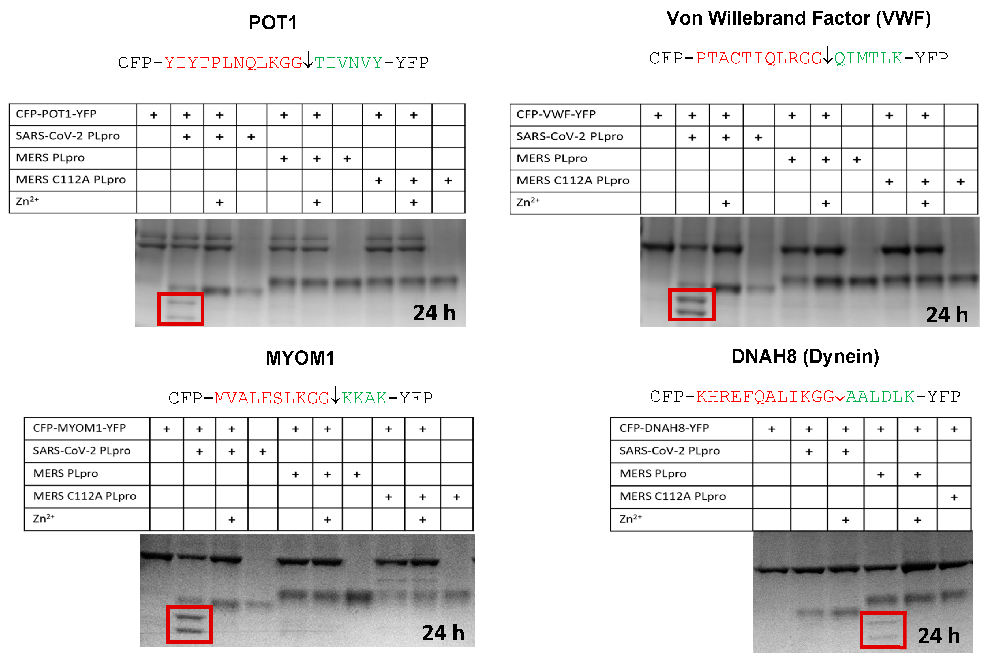 Viruses 15 00542 g005