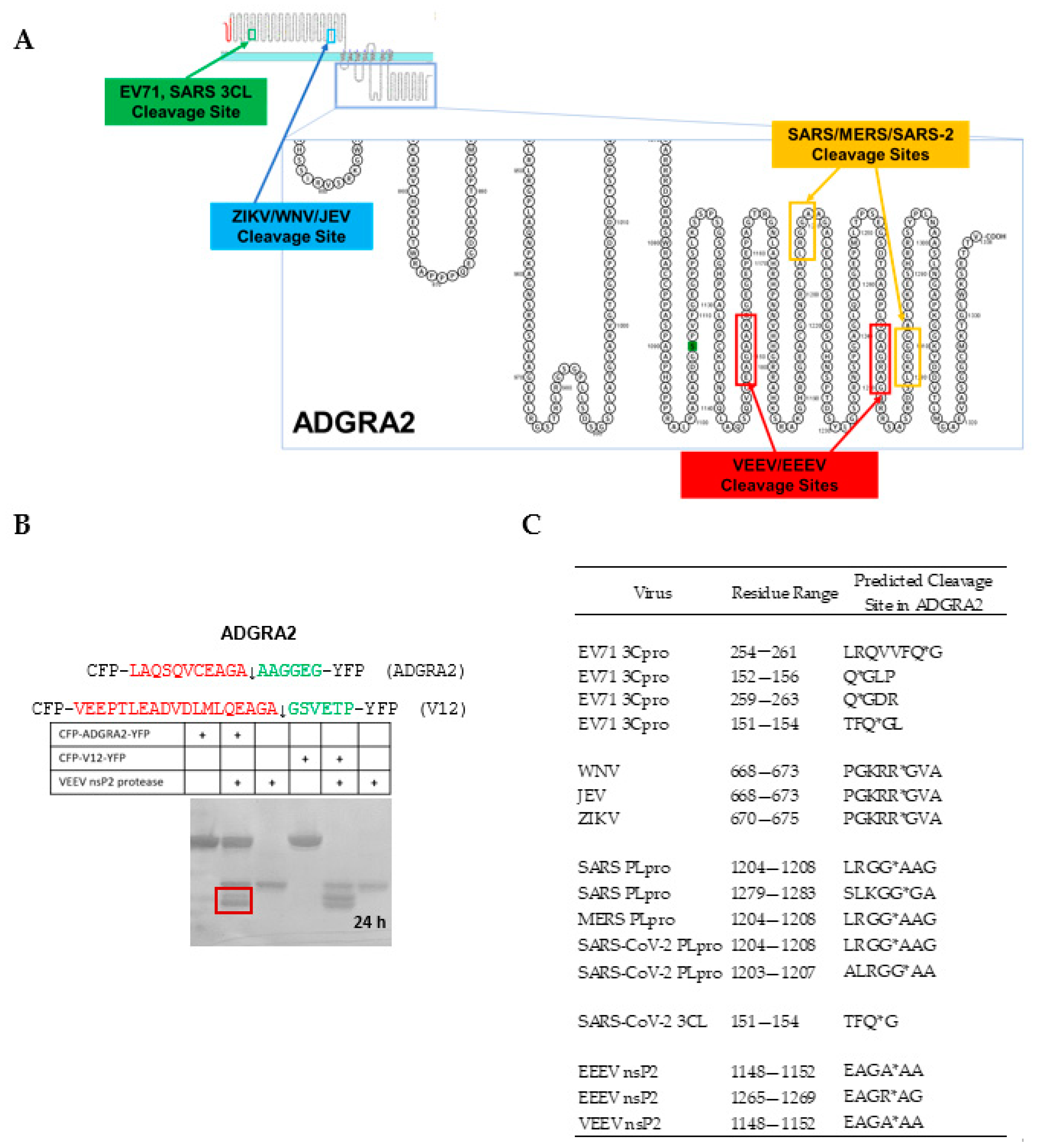 Viruses 15 00542 g007