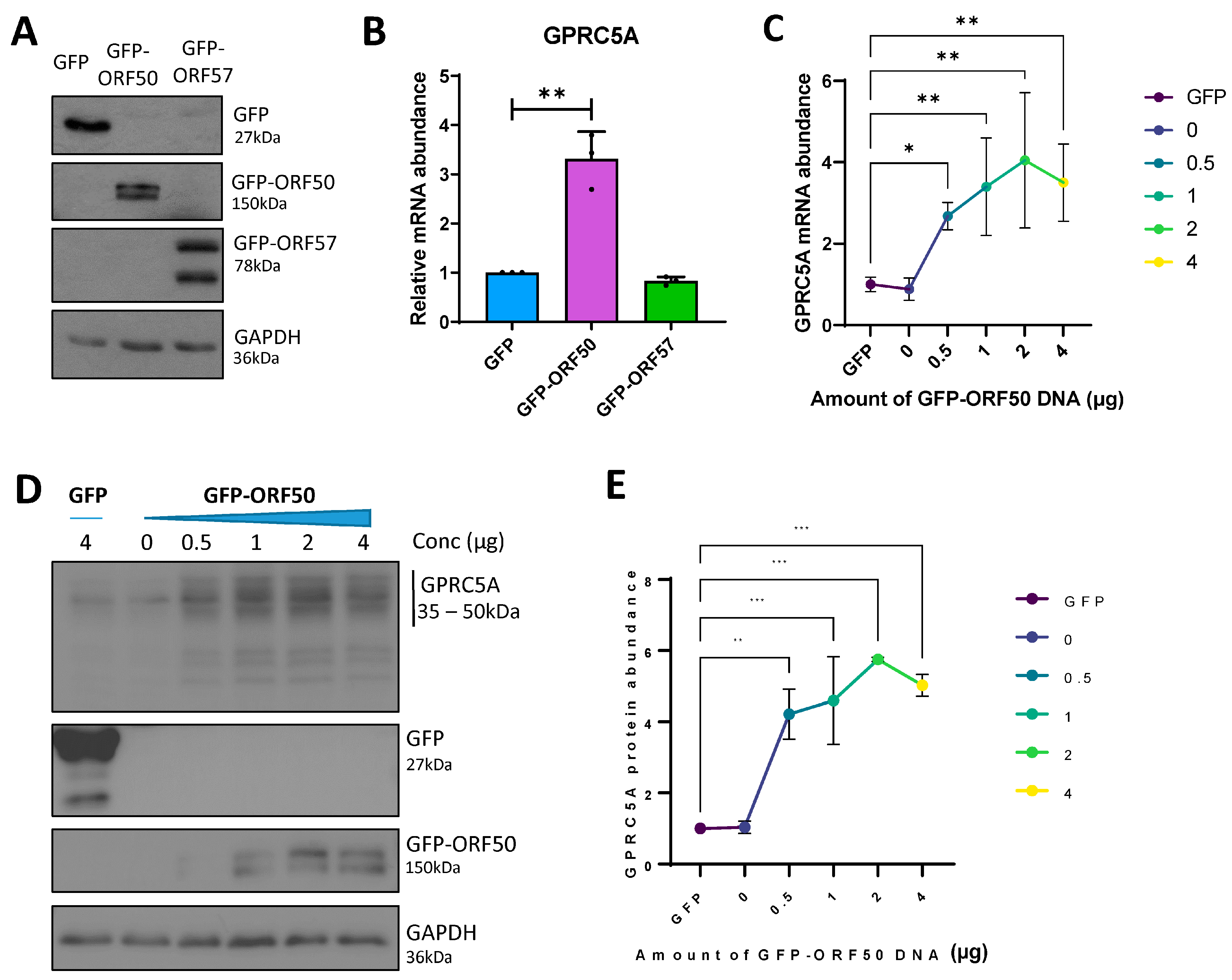 Viruses 15 01381 g003