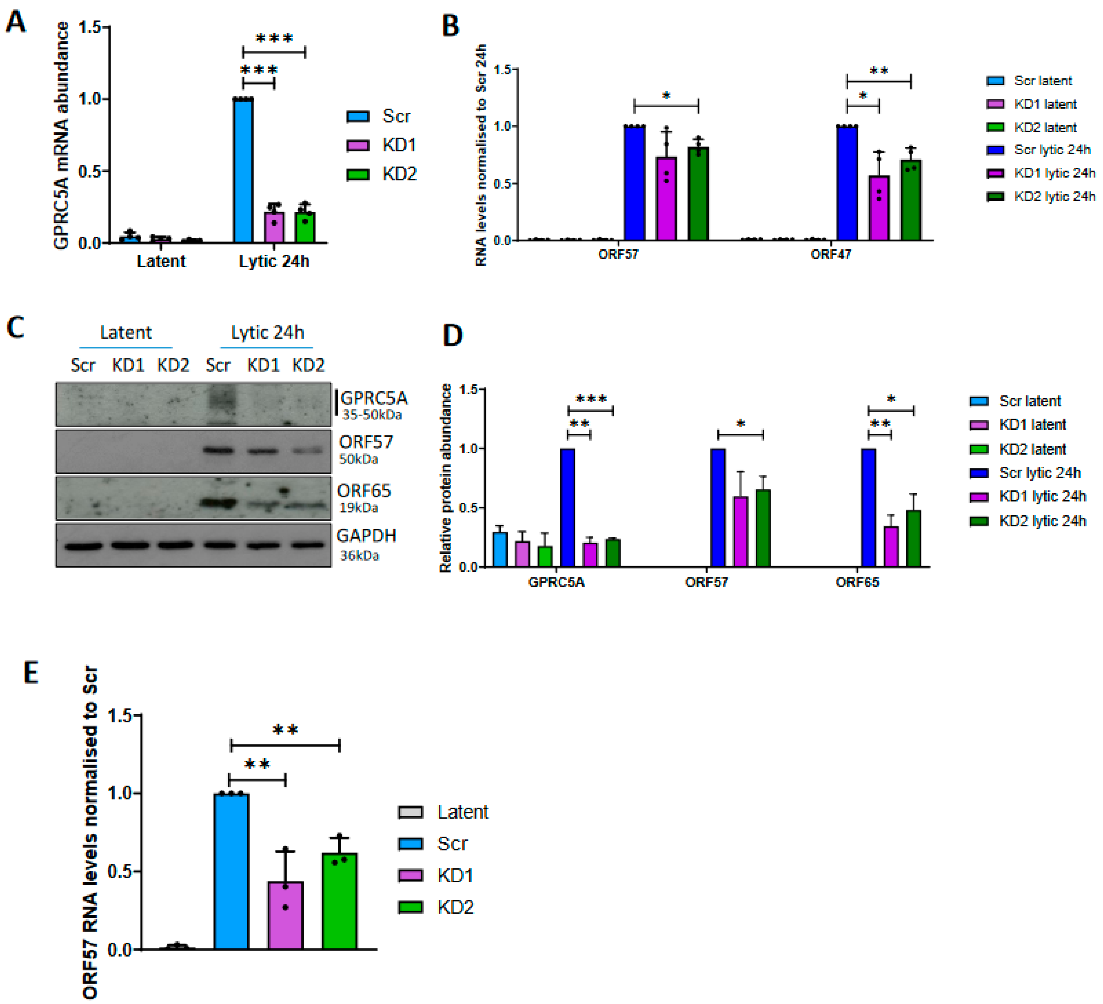 Viruses 15 01381 g004
