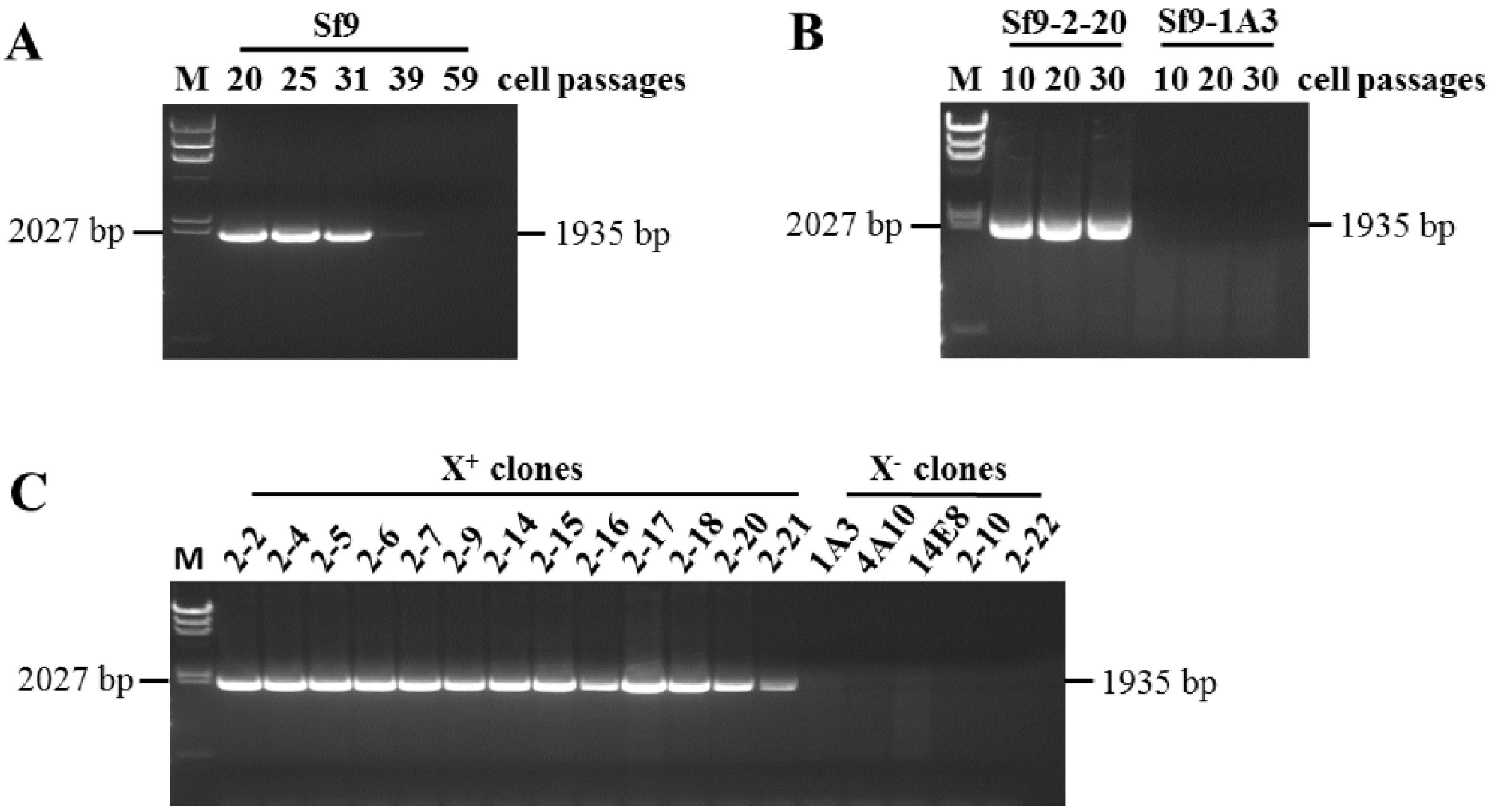 Viruses 15 01998 g002