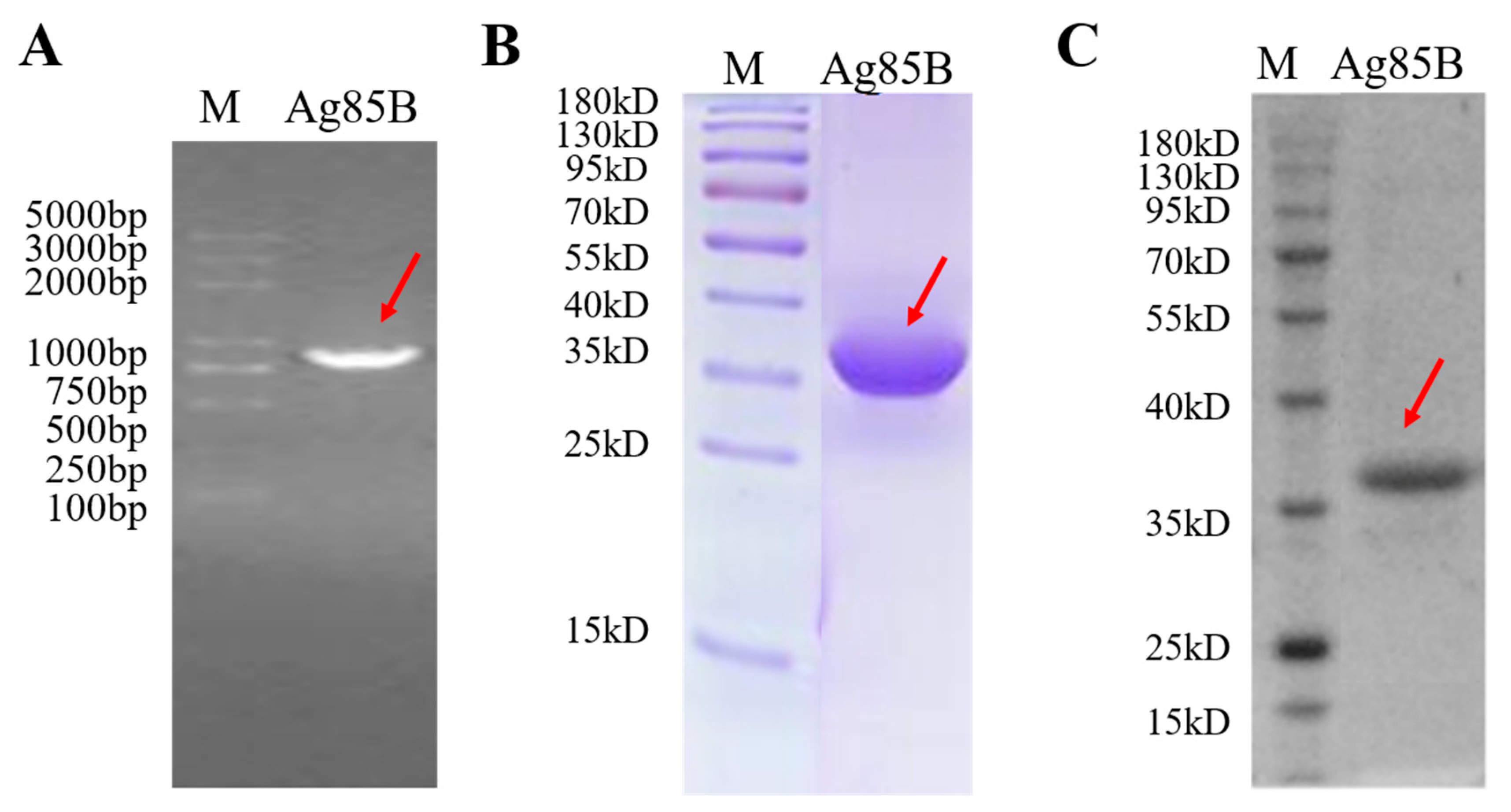 Viruses 15 02123 g002