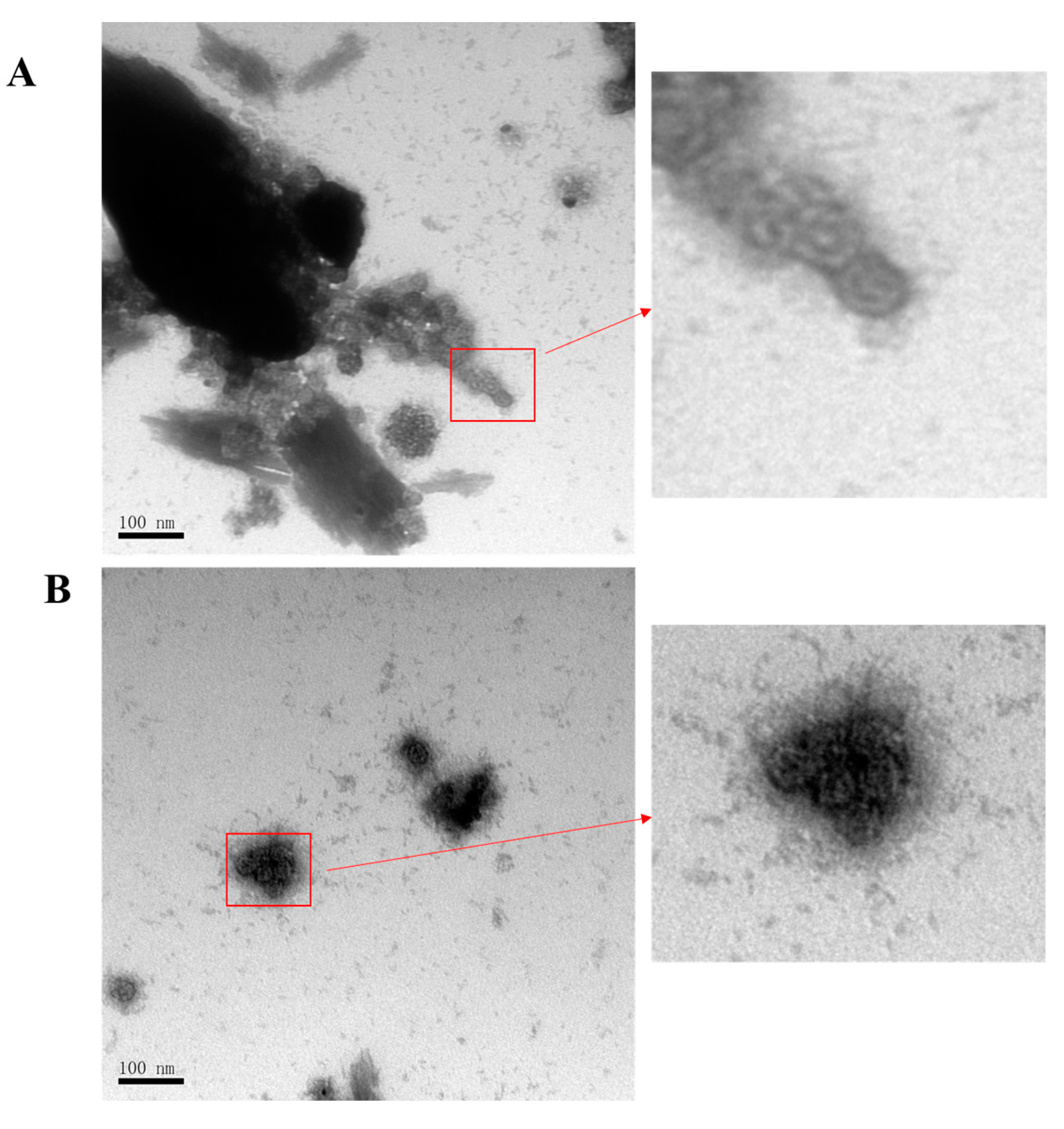 Viruses 15 02123 g005