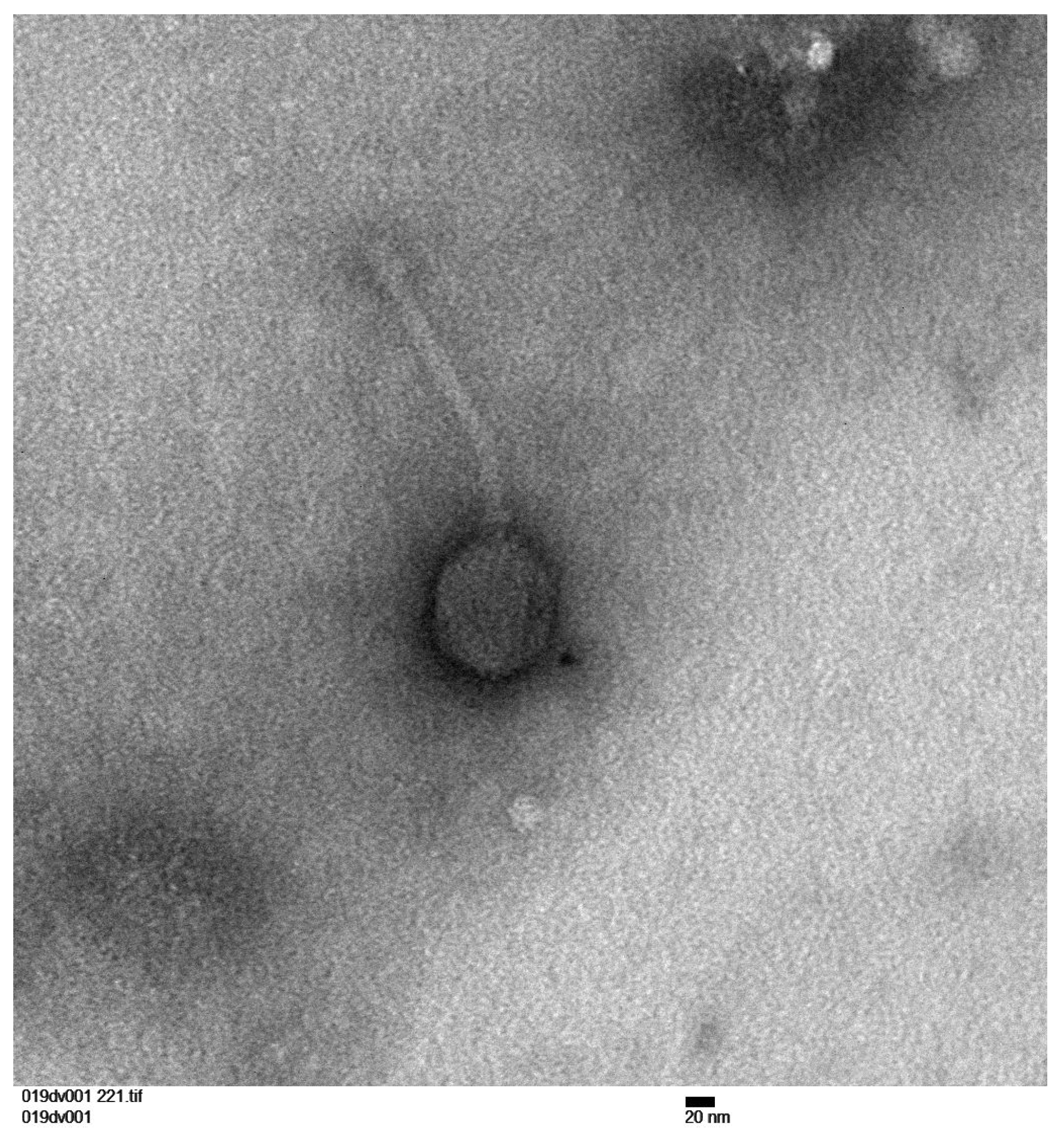 Viruses 15 02267 g003