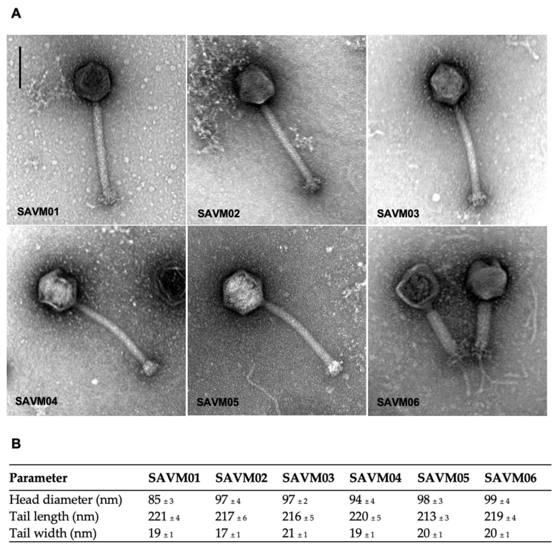 Viruses 15 02287 g001