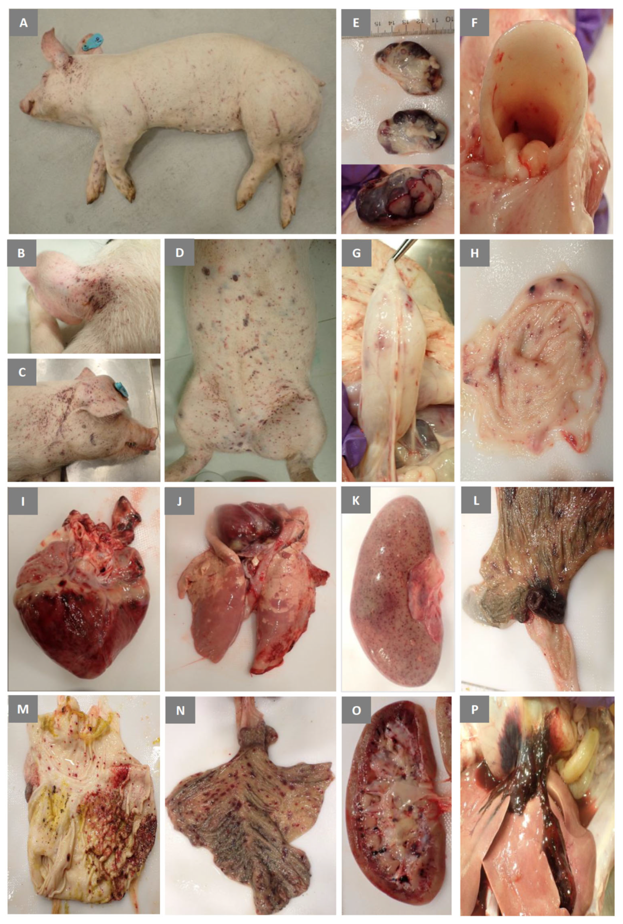 Viruses 15 02308 g007