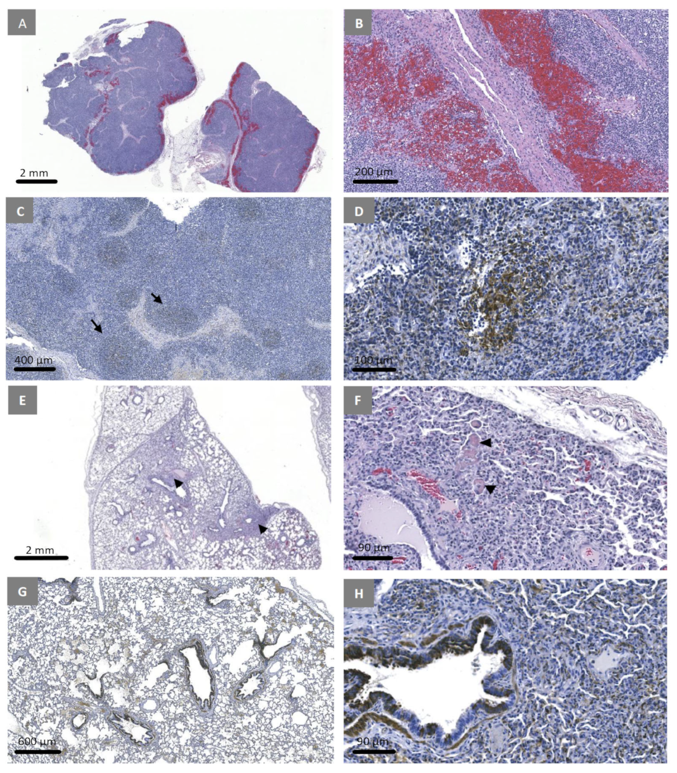 Viruses 15 02308 g008