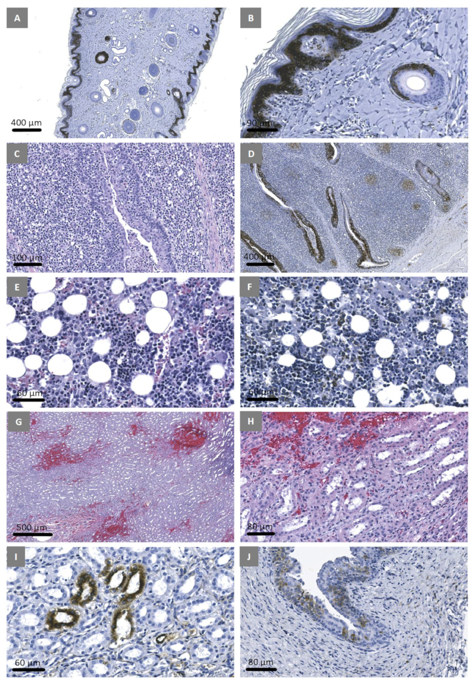 Viruses 15 02308 g009