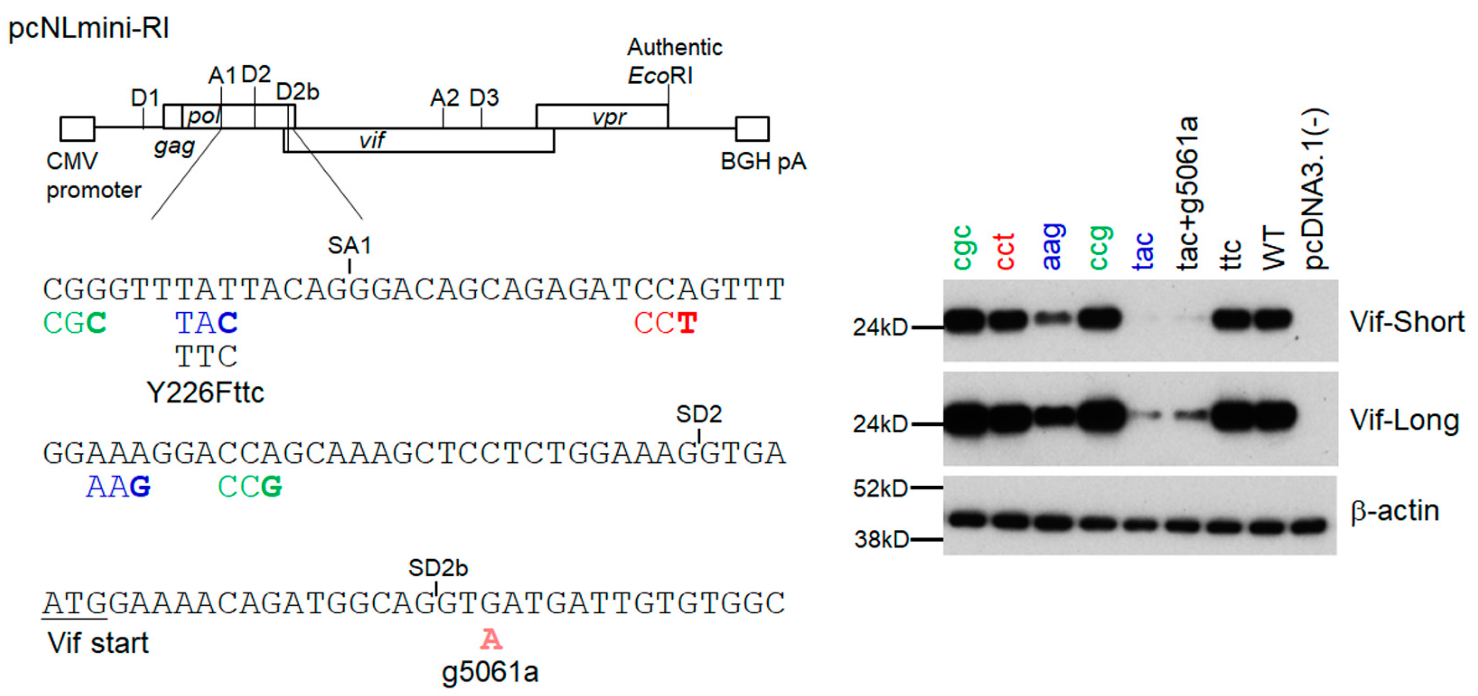 Viruses 15 02424 g008 Viruses 15 02424 g008