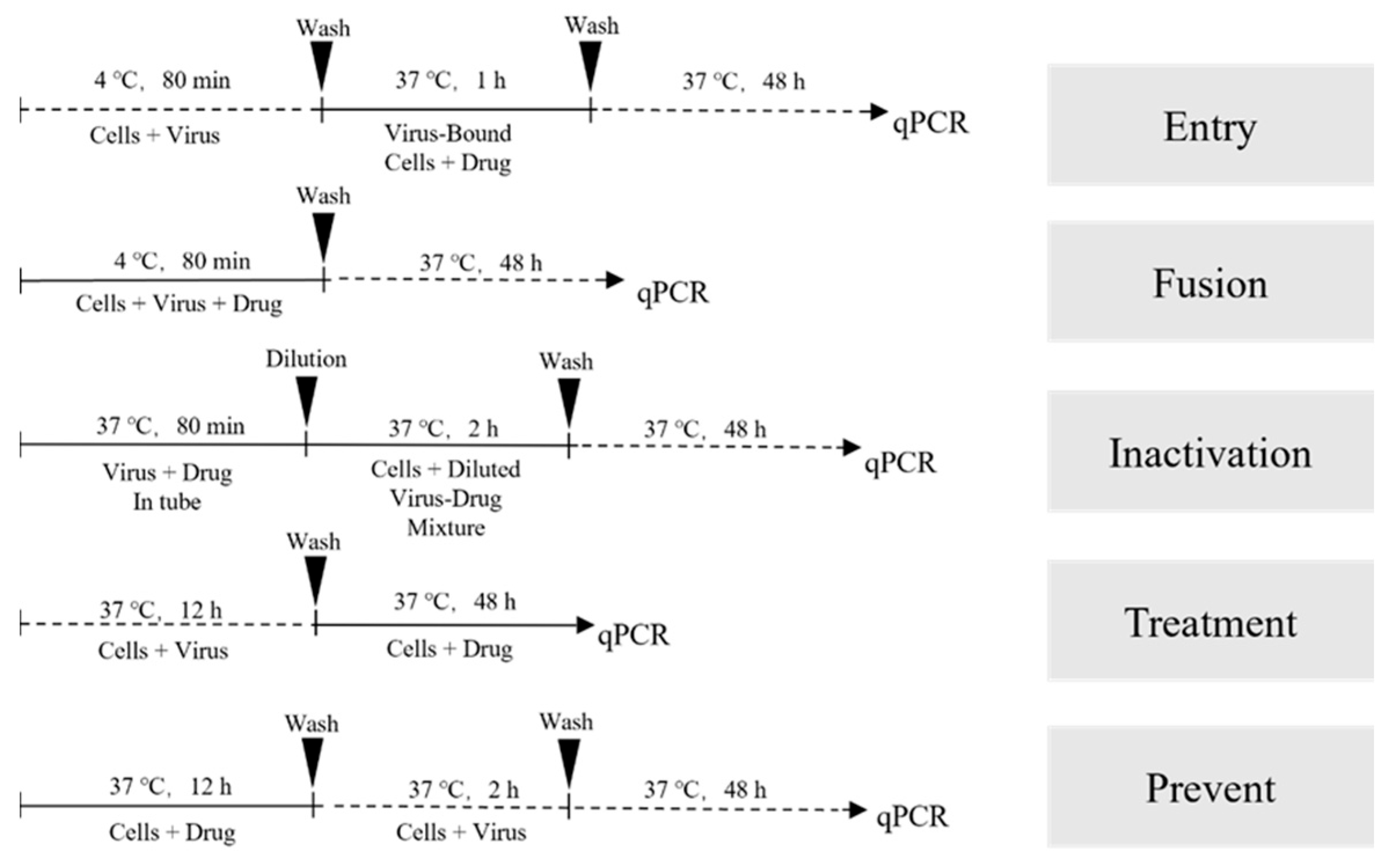 Viruses 16 00231 g001