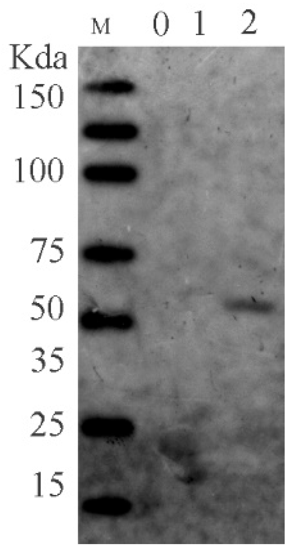 Viruses 16 00231 g002
