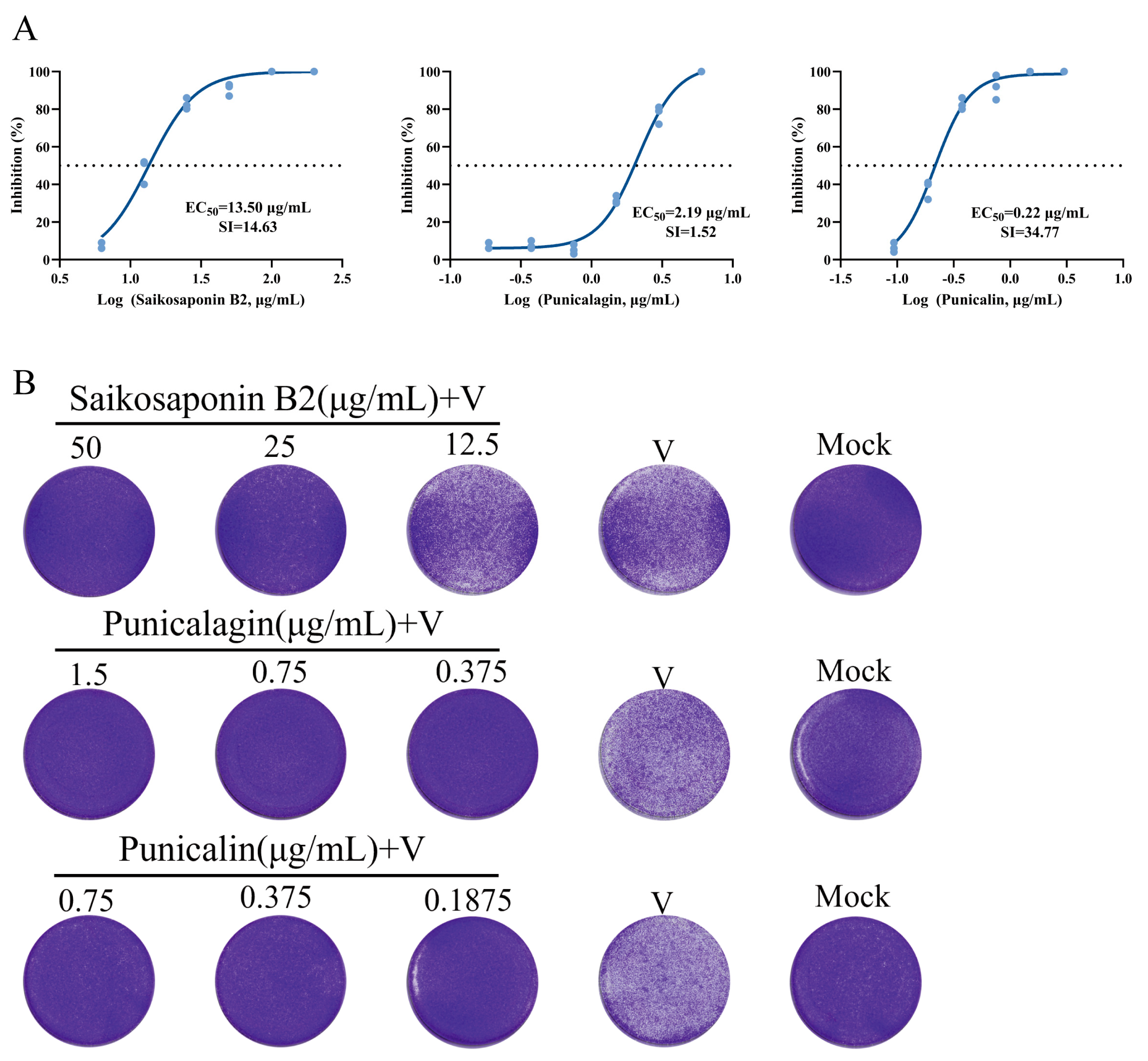 Viruses 16 00231 g004