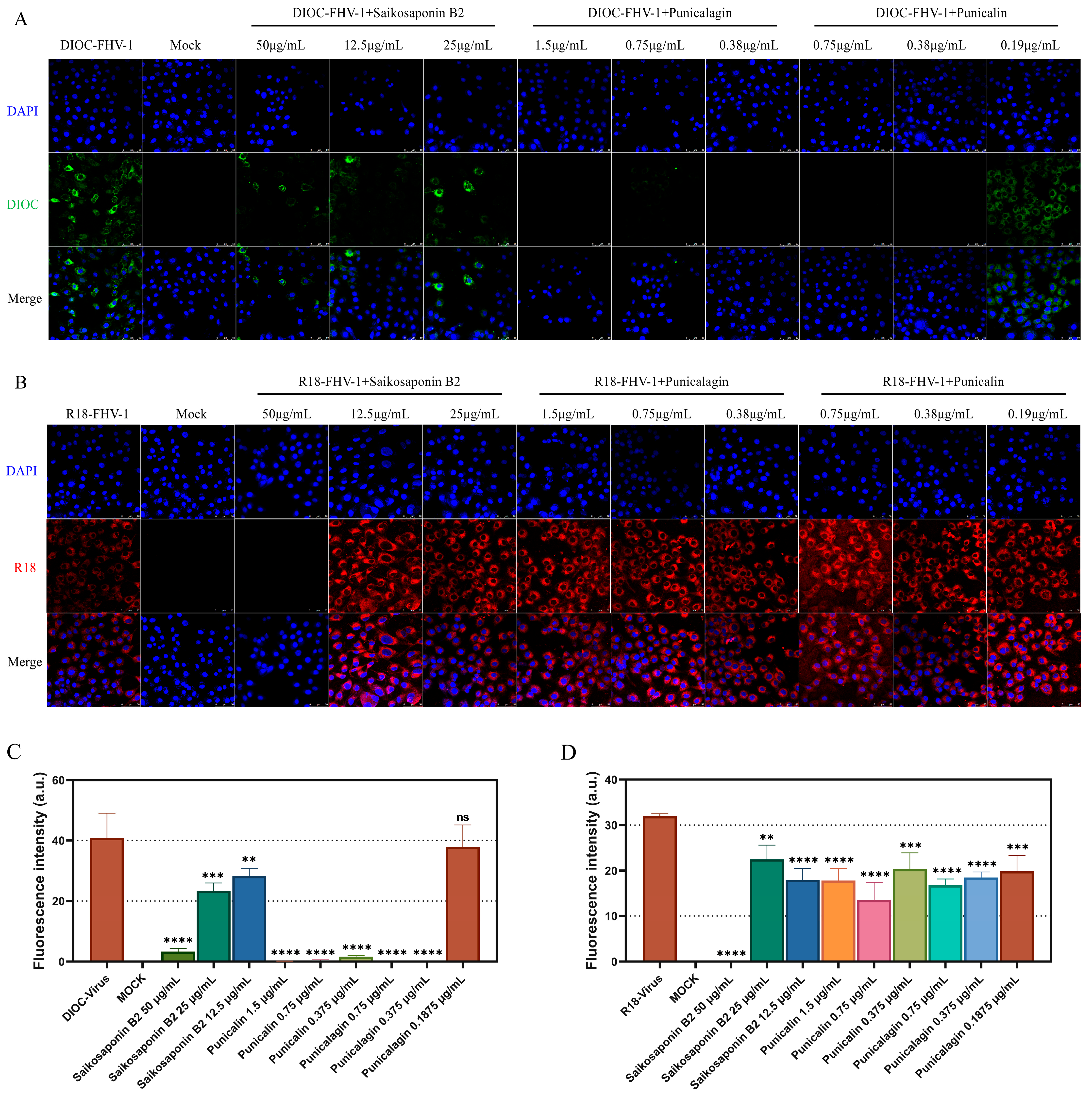 Viruses 16 00231 g007