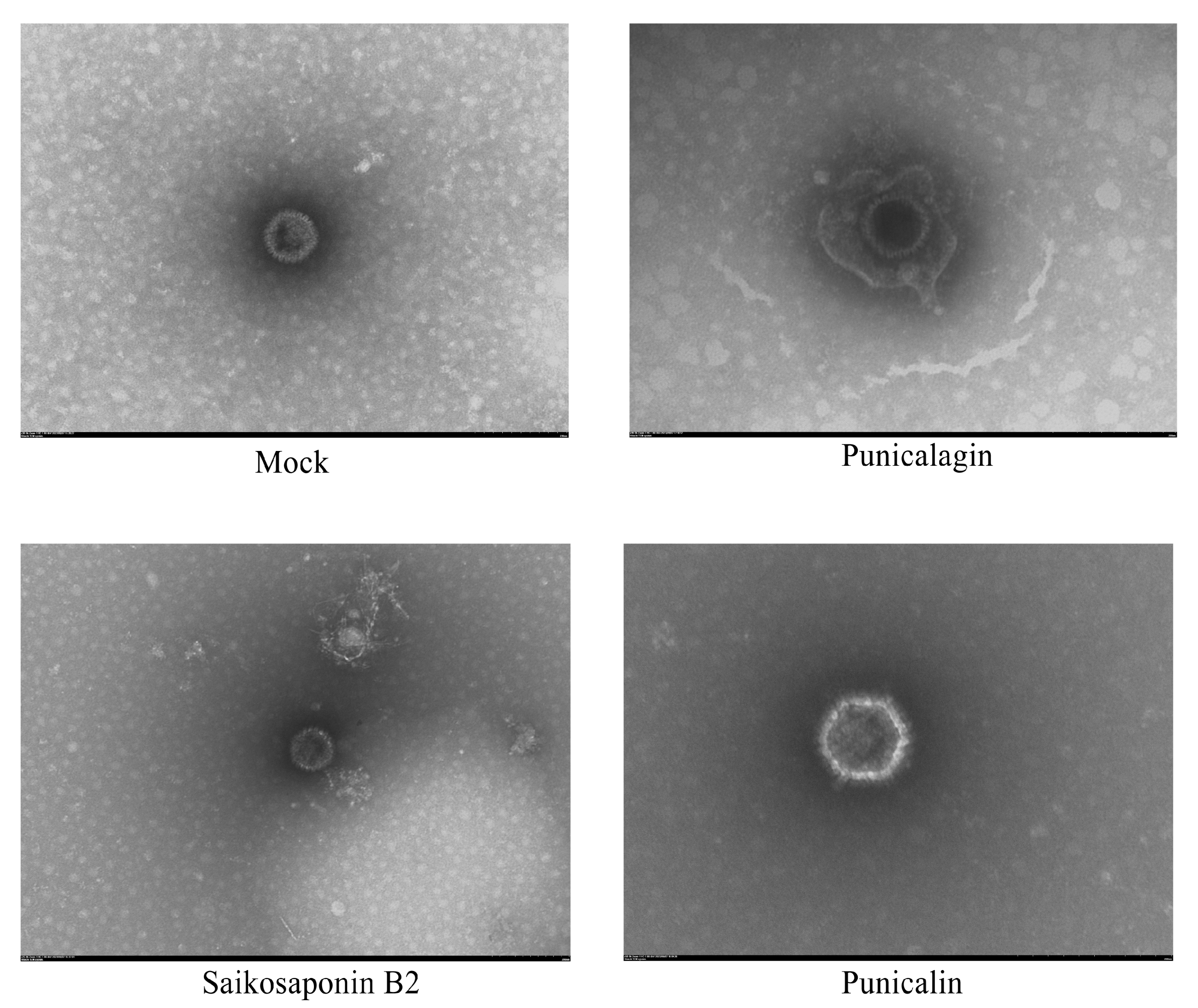 Viruses 16 00231 g009