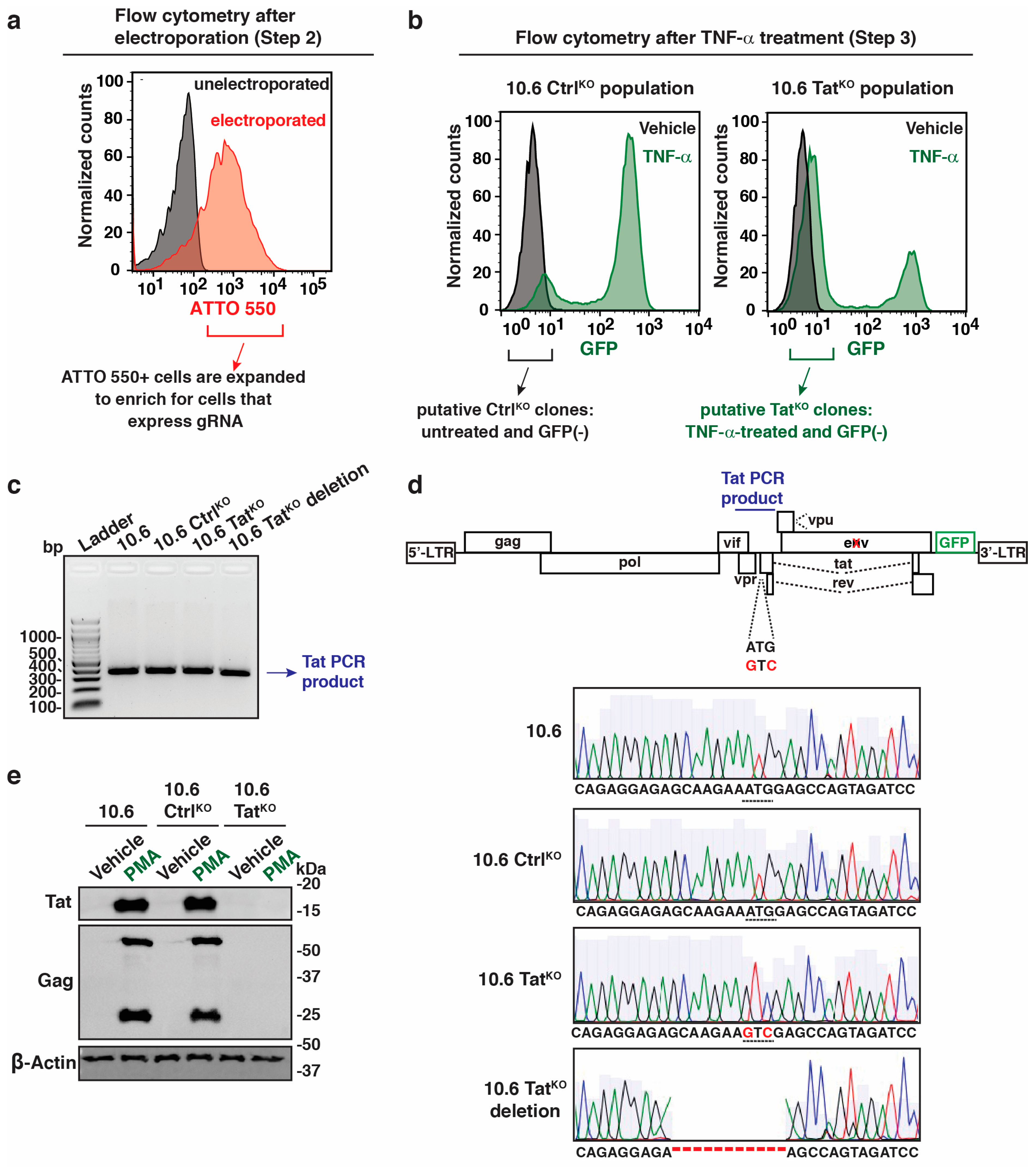 Viruses 16 00287 g003