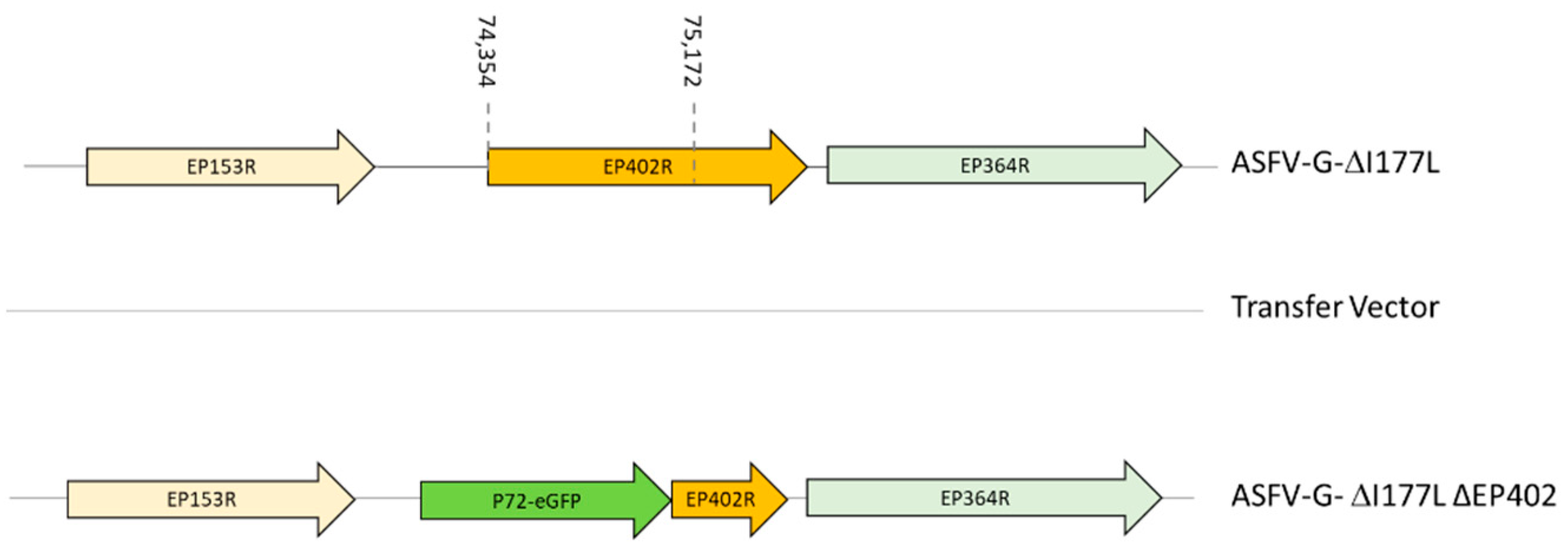 Viruses 16 00376 g001